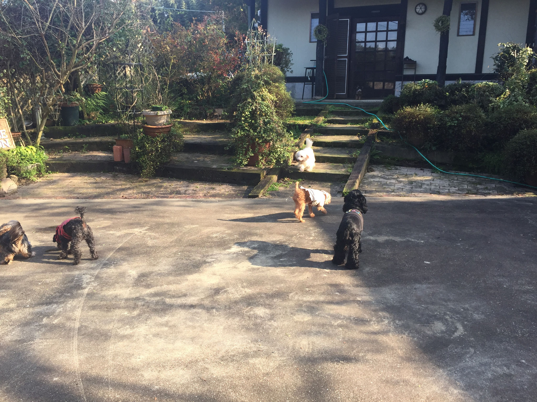 当宿の小型犬たちが、お庭で遊んでいます。