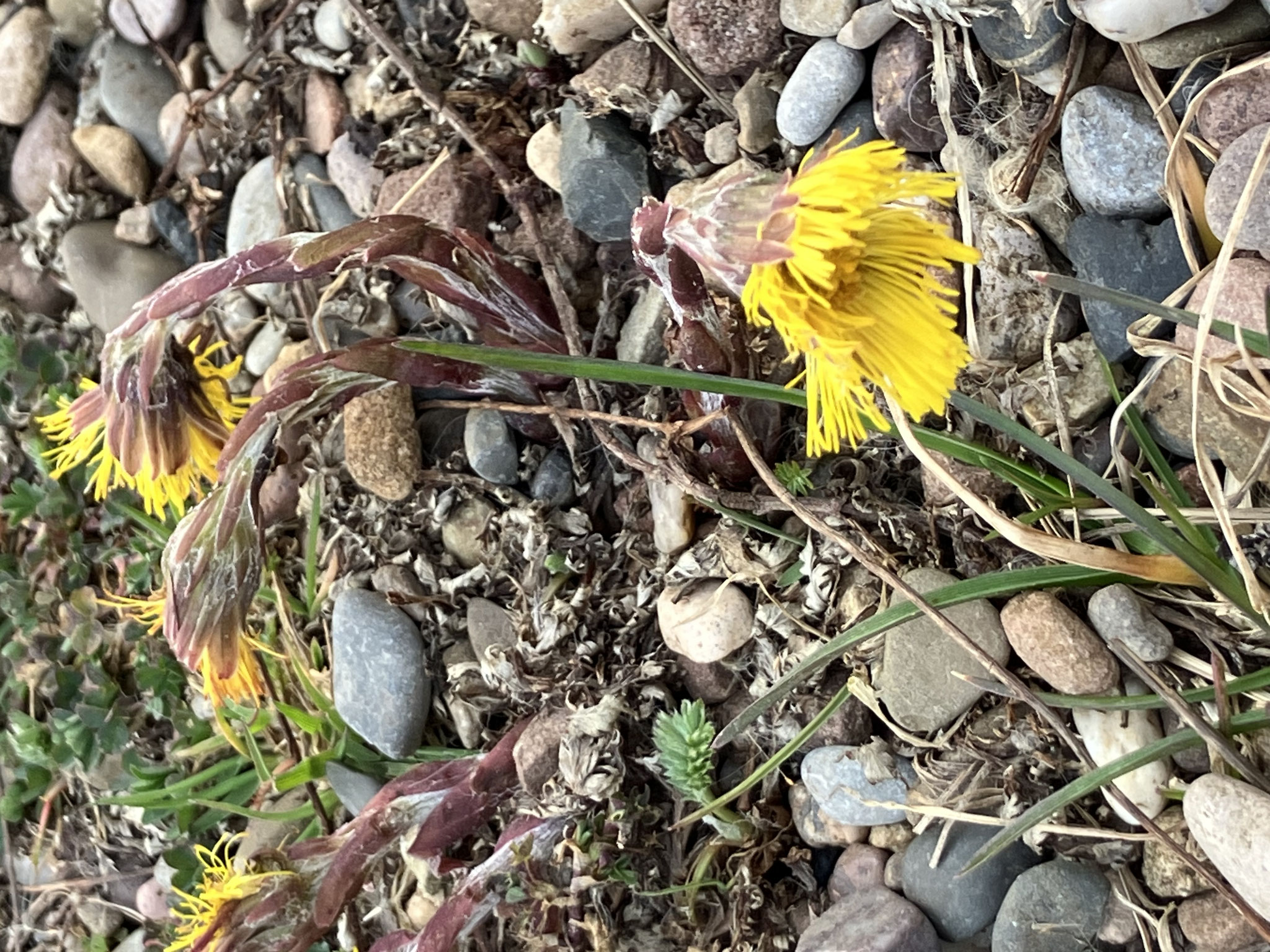 Der Huflattich (Tussilago farfara), Foto: © NABU Hameln-Hessisch Oldendorf-Aerzenorf 