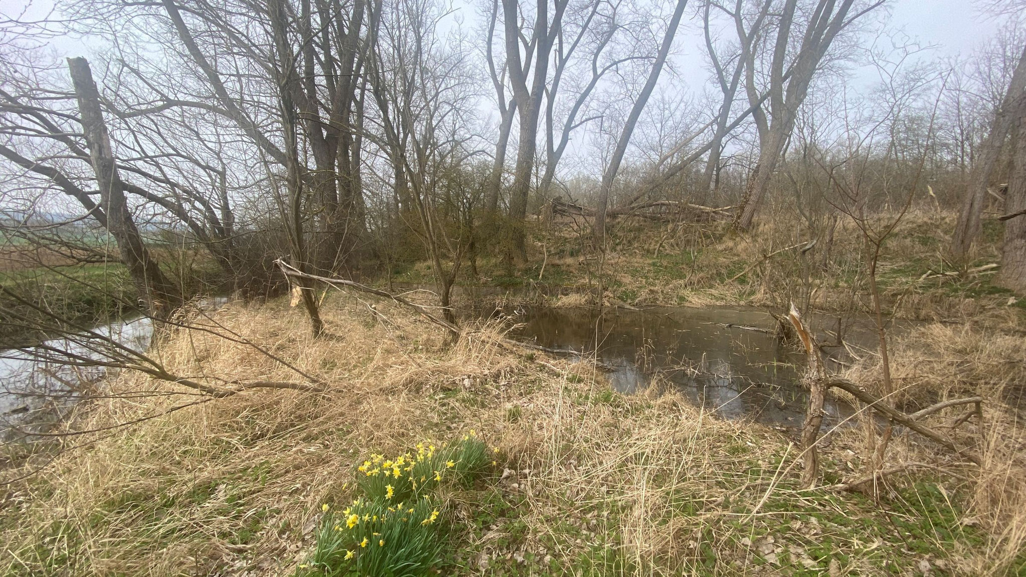 Nebengewässer