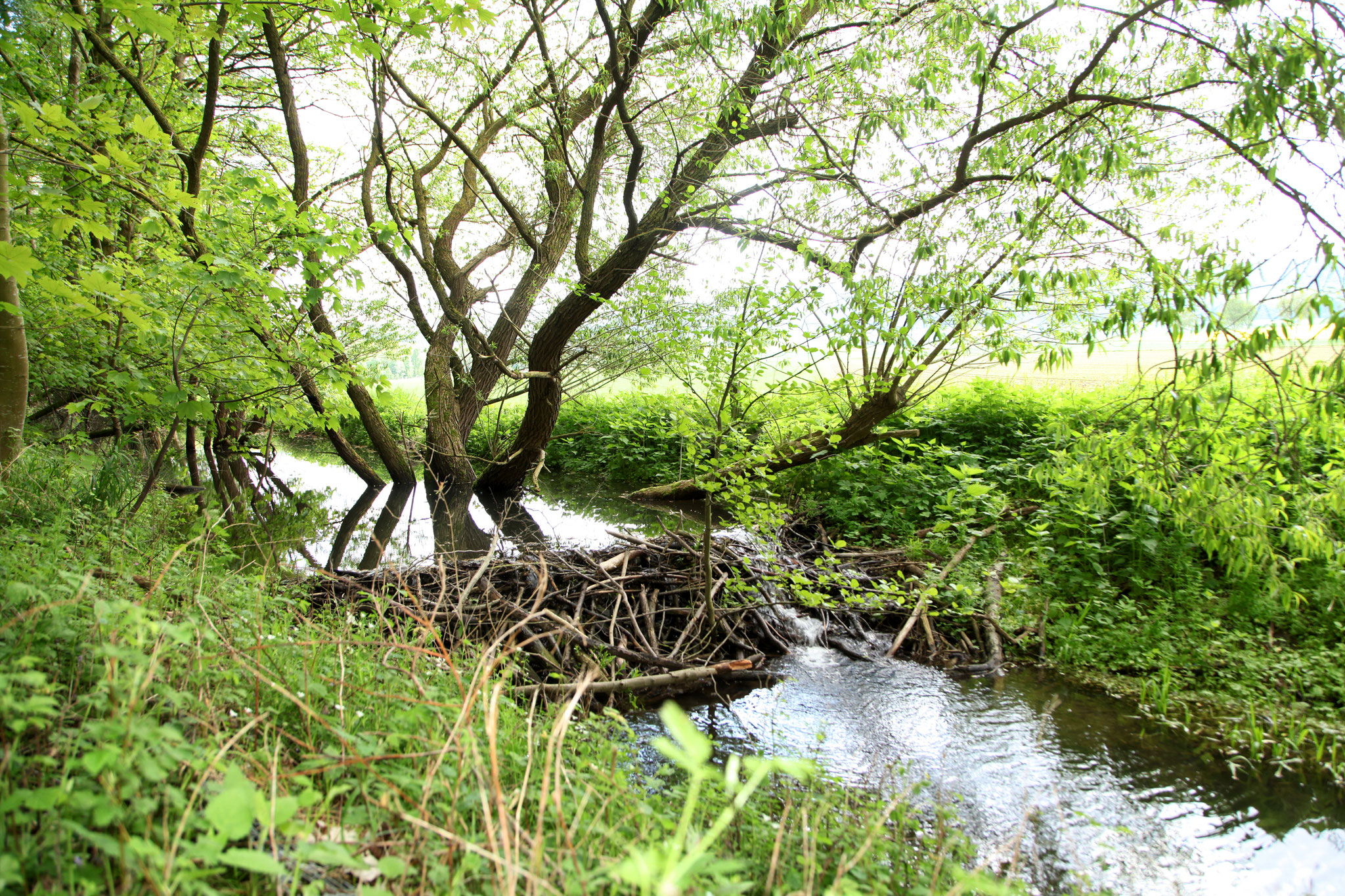 Biberdamm©Sandra Diersche-Schwamm