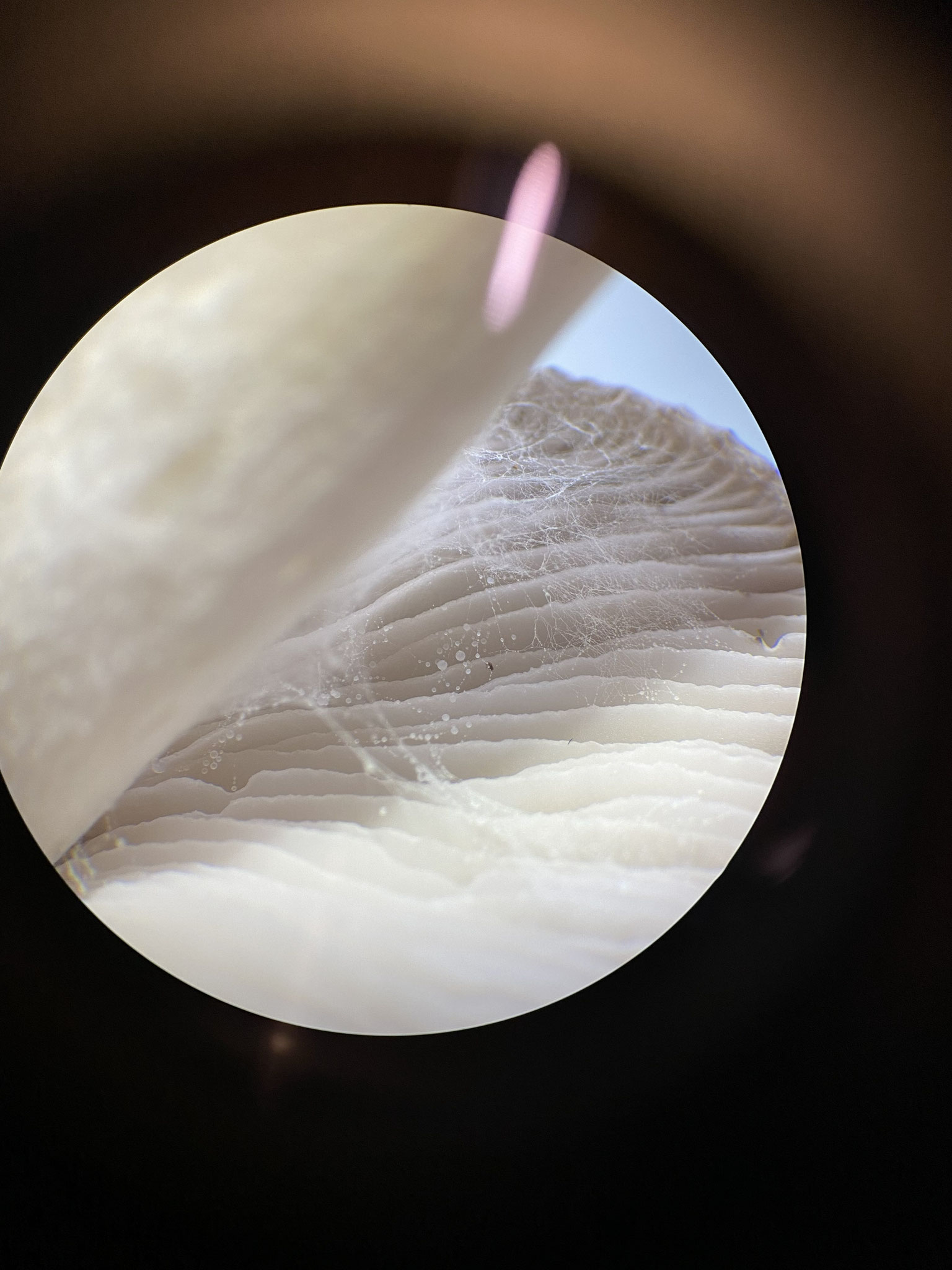 Ein Blick unter das Binokular (Foto: © Eva Lammek)