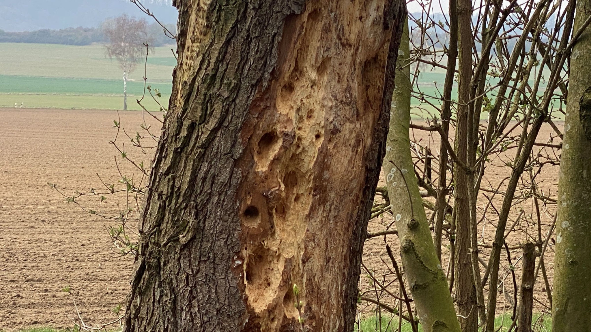 Spechte am Biberteich
