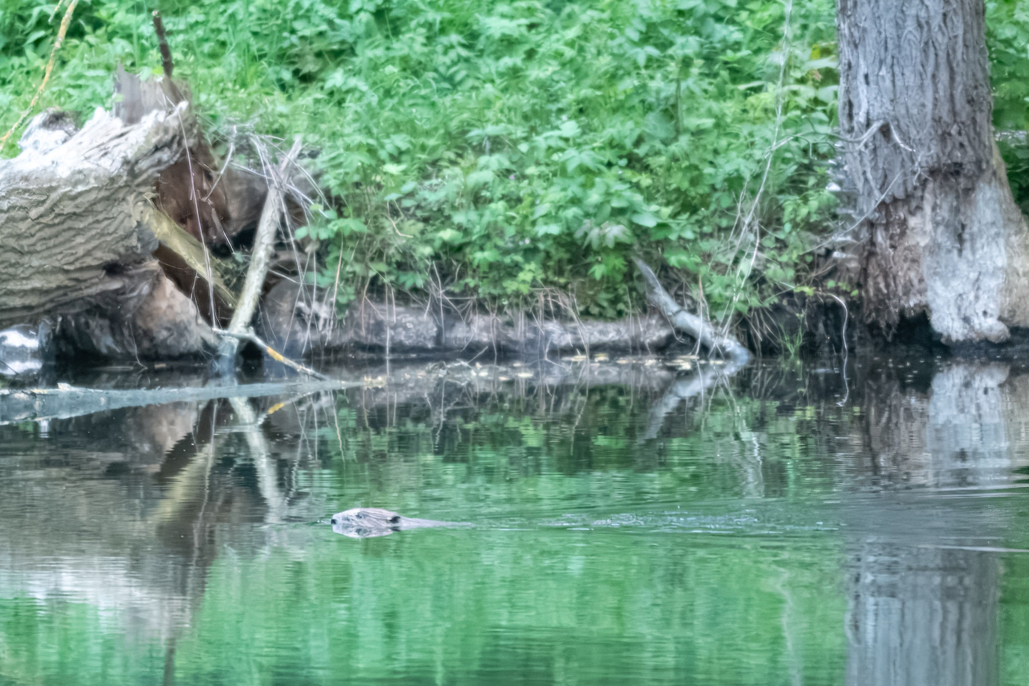 Sichtung eines Bibers am Humboldtsee©Gisbert Hauske