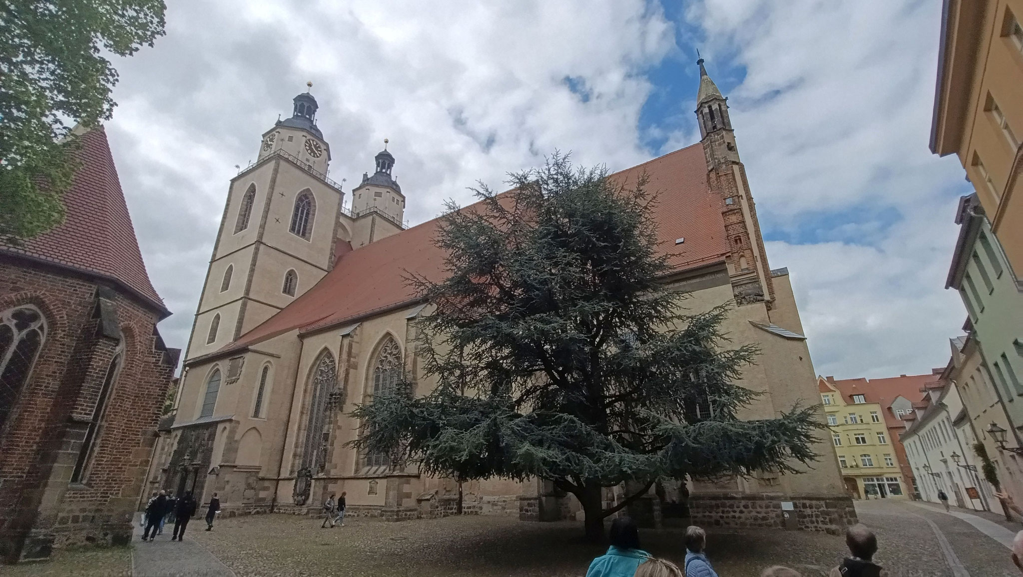 Eine Zeder
