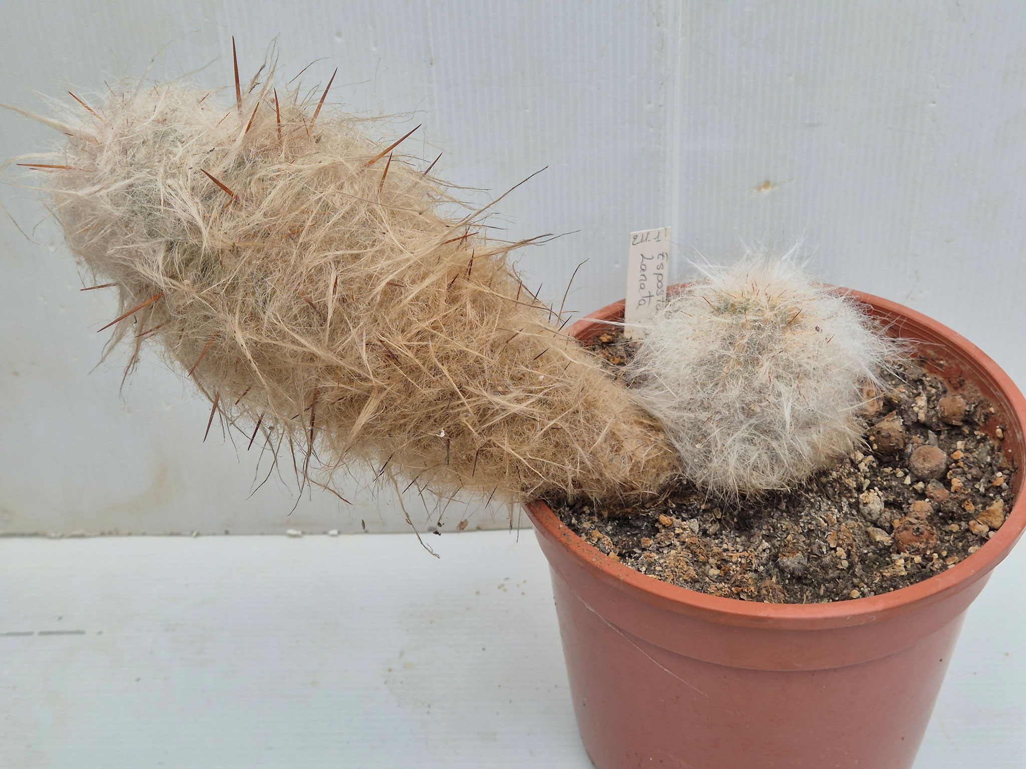 Espostoa Lanata