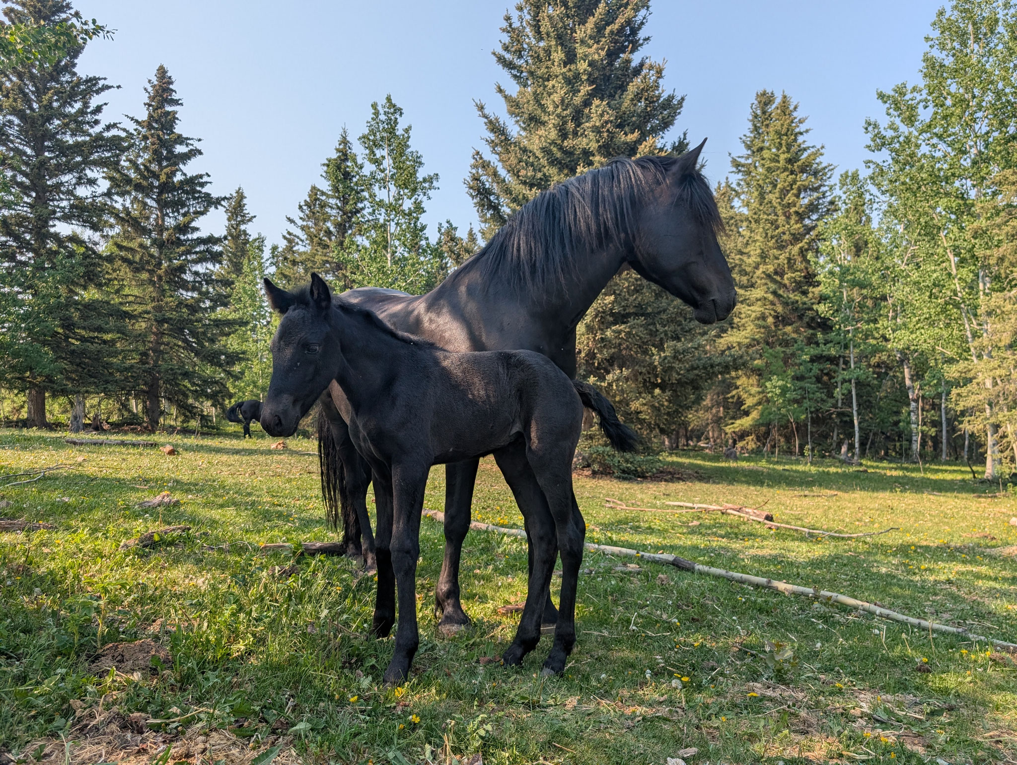 Beautiful Black Canadian Horse Filly For Sale
