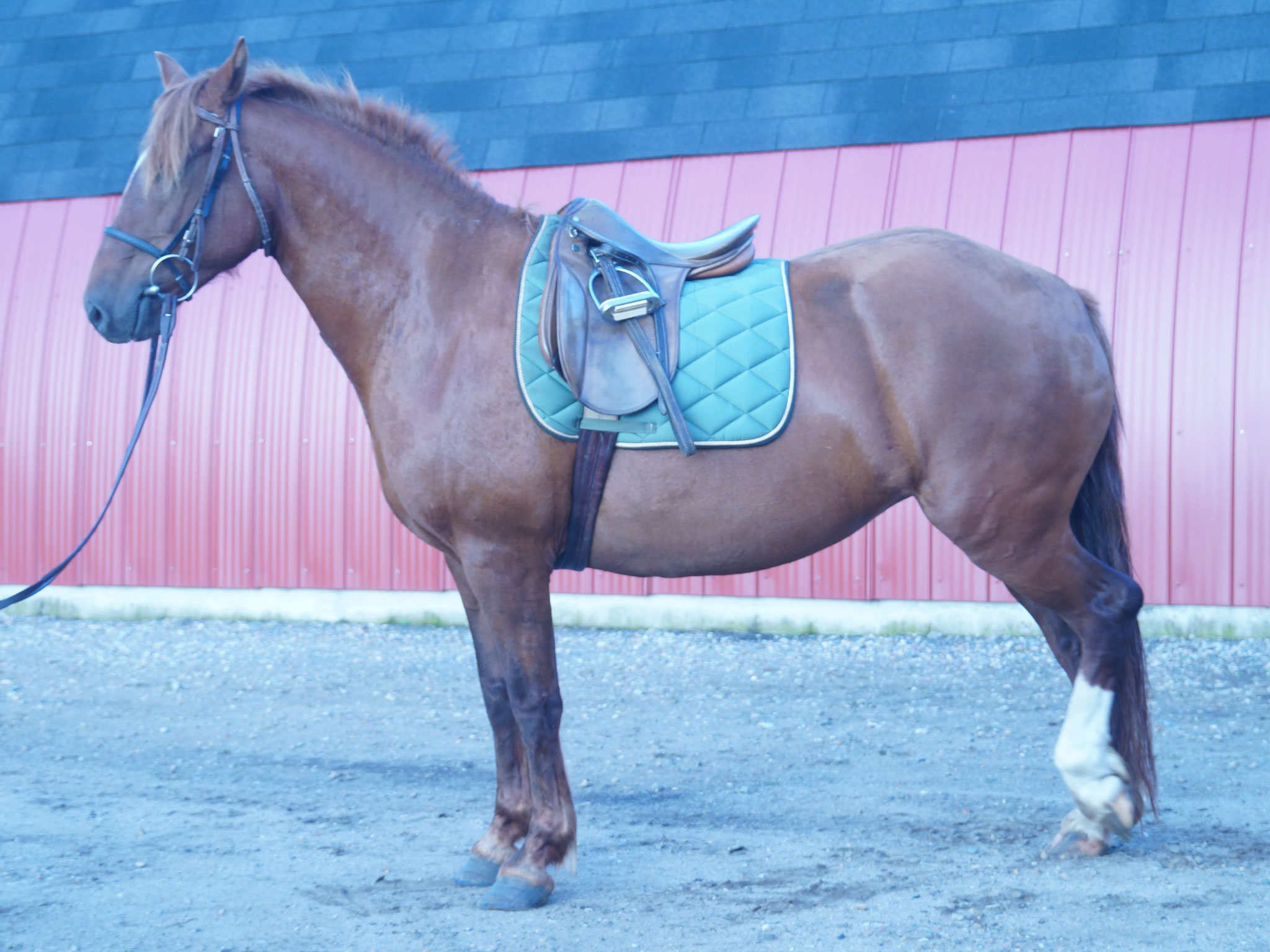 Green Acres K-Sir-A Superbe  at Canadian Hay Ranch