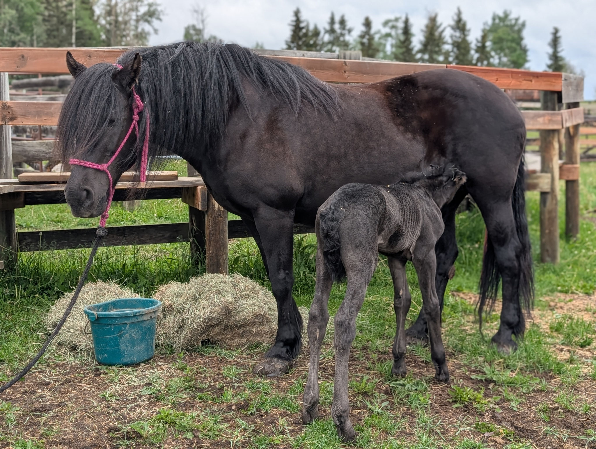 Canadian Horse Broodmare at Canadian Hay Ranch