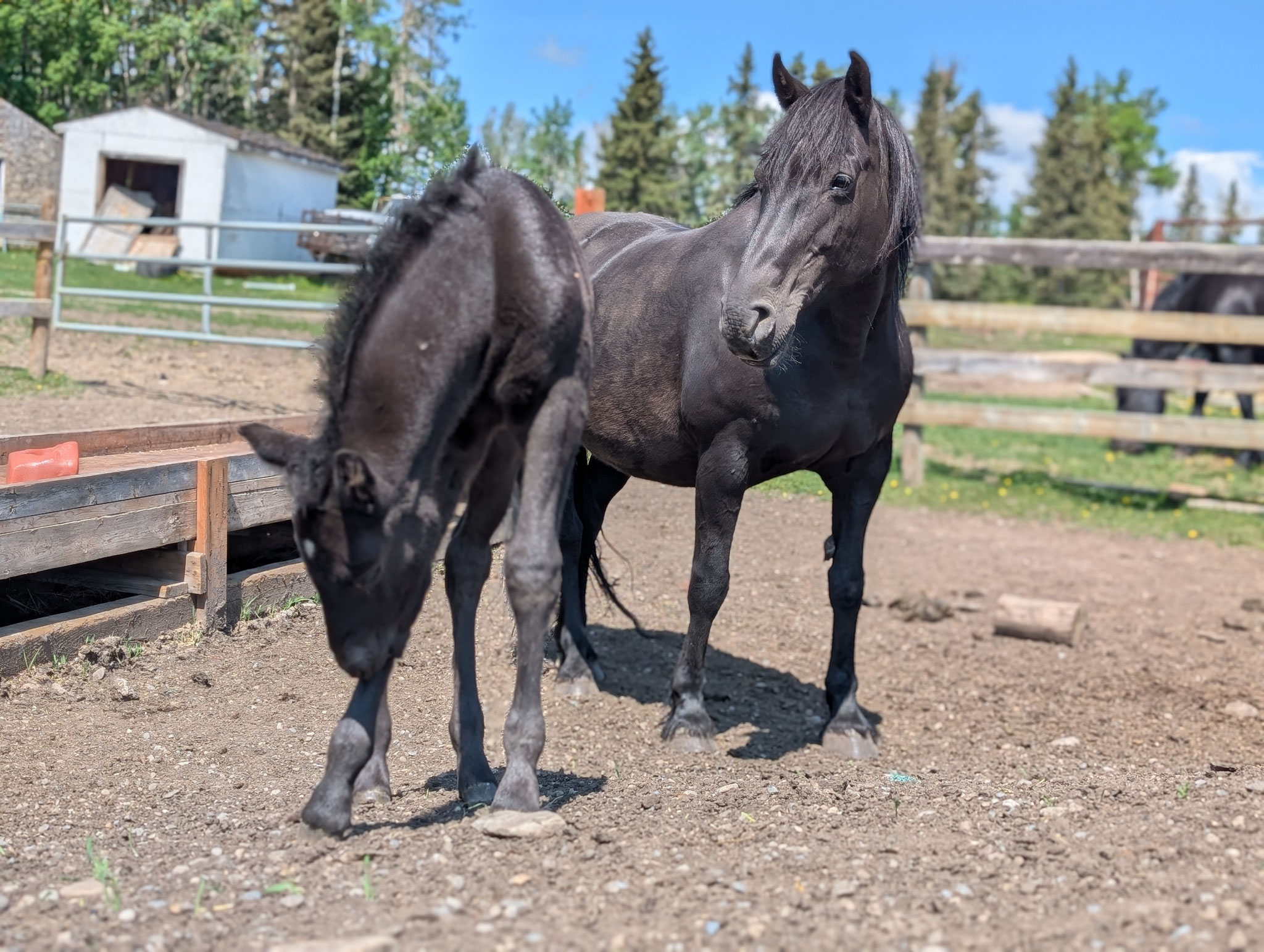 Canadian Horse 