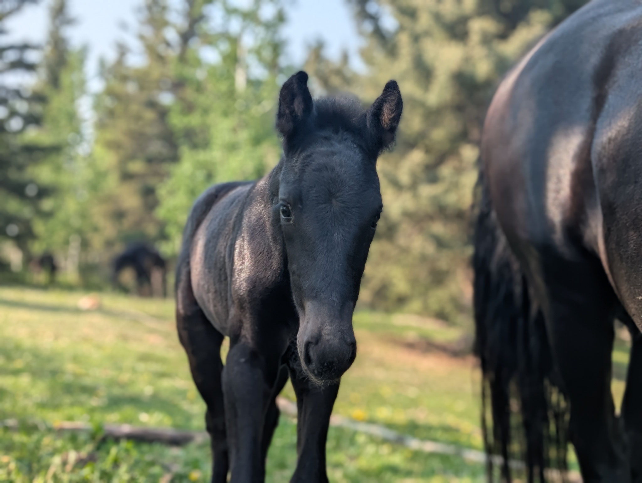 Black canadian Horse Blain Revelstoke Majesty