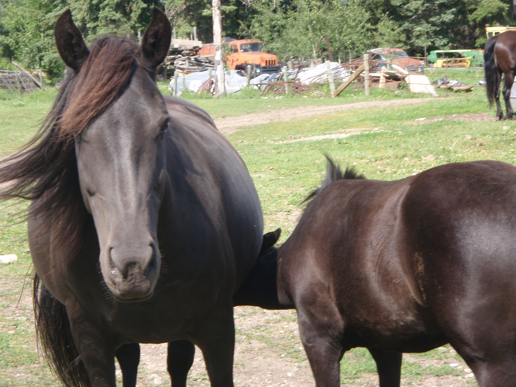 Canadian Hay Ranch - Broodmare