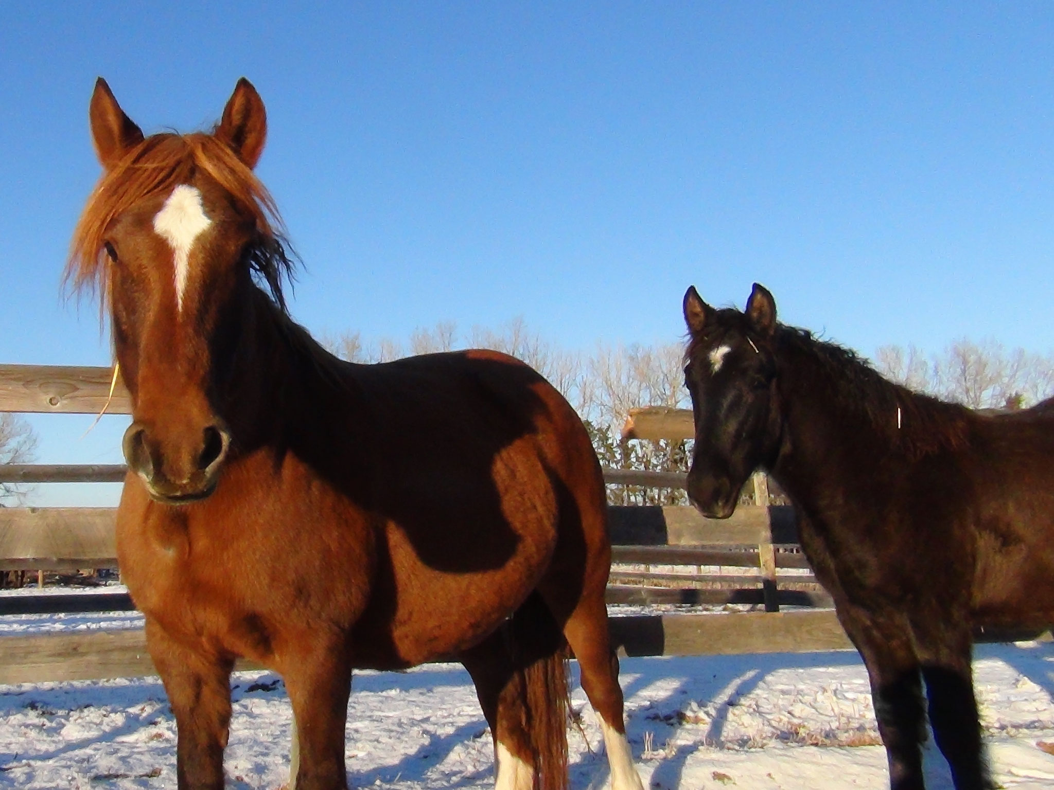 Green Acres K-Sir-A Superbe at Canadian Hay Ranch