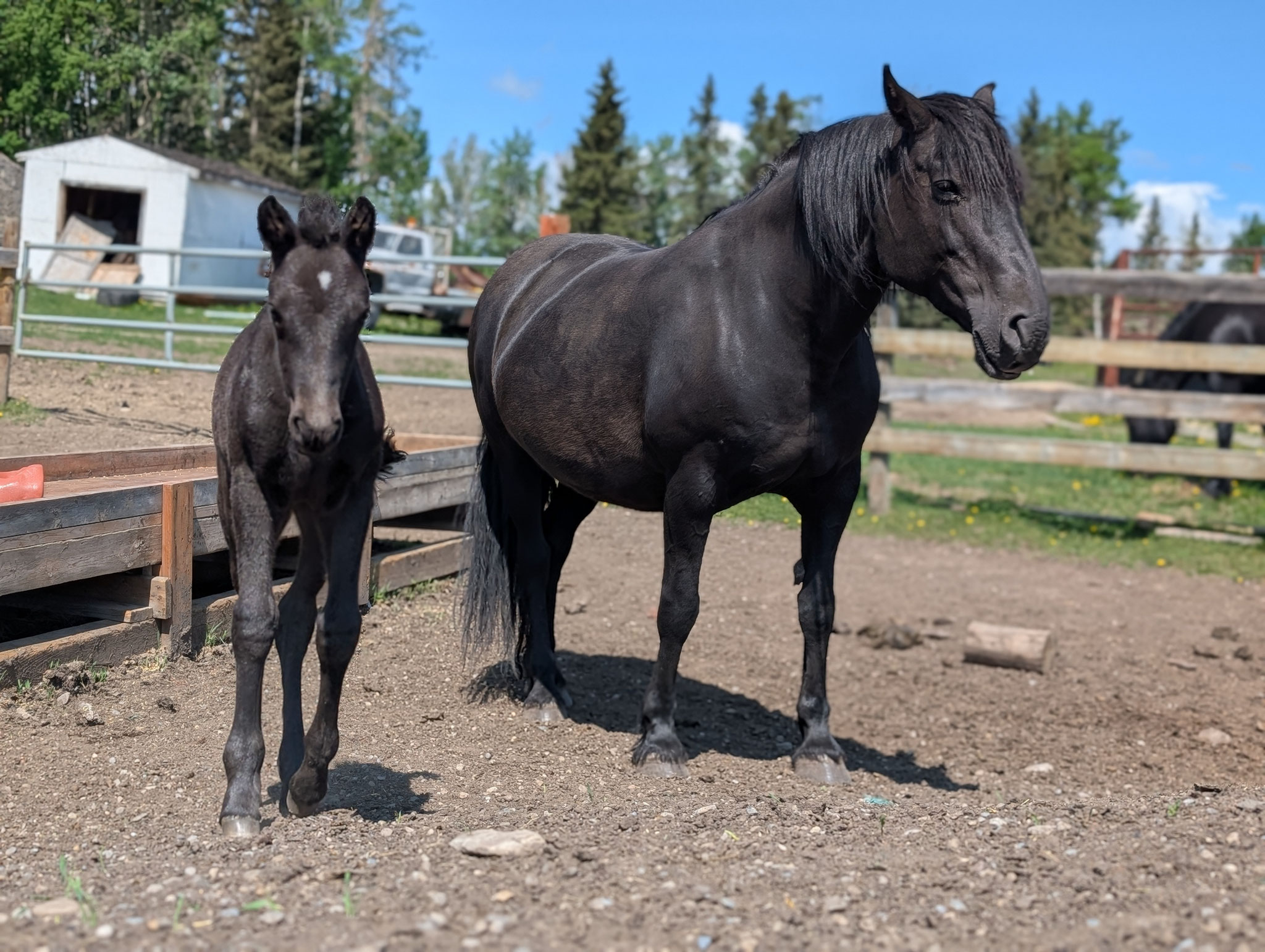 Canadian Hay Ranch
