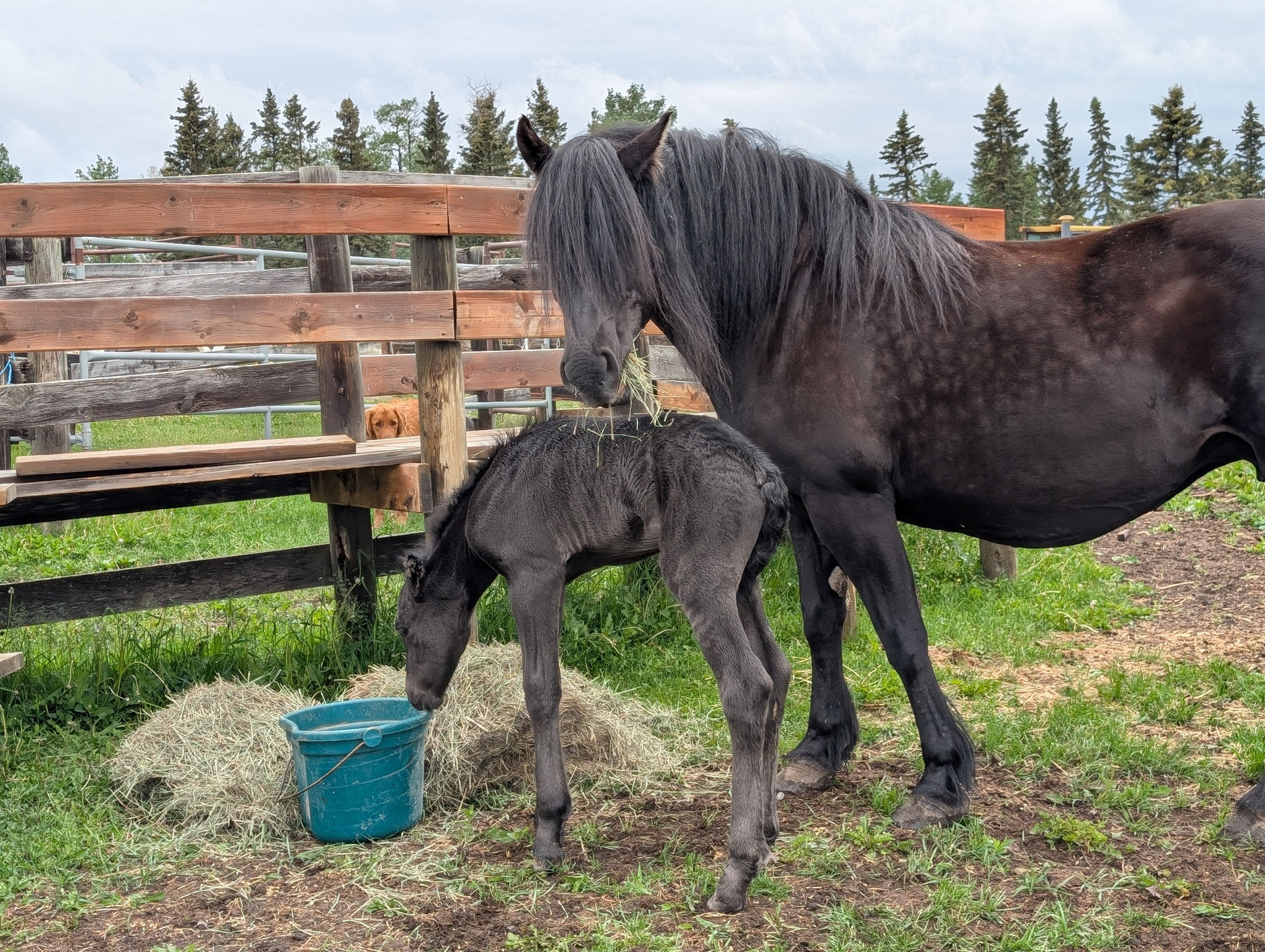 Du Coreau Dandy Reine at Candain Hay Ranch