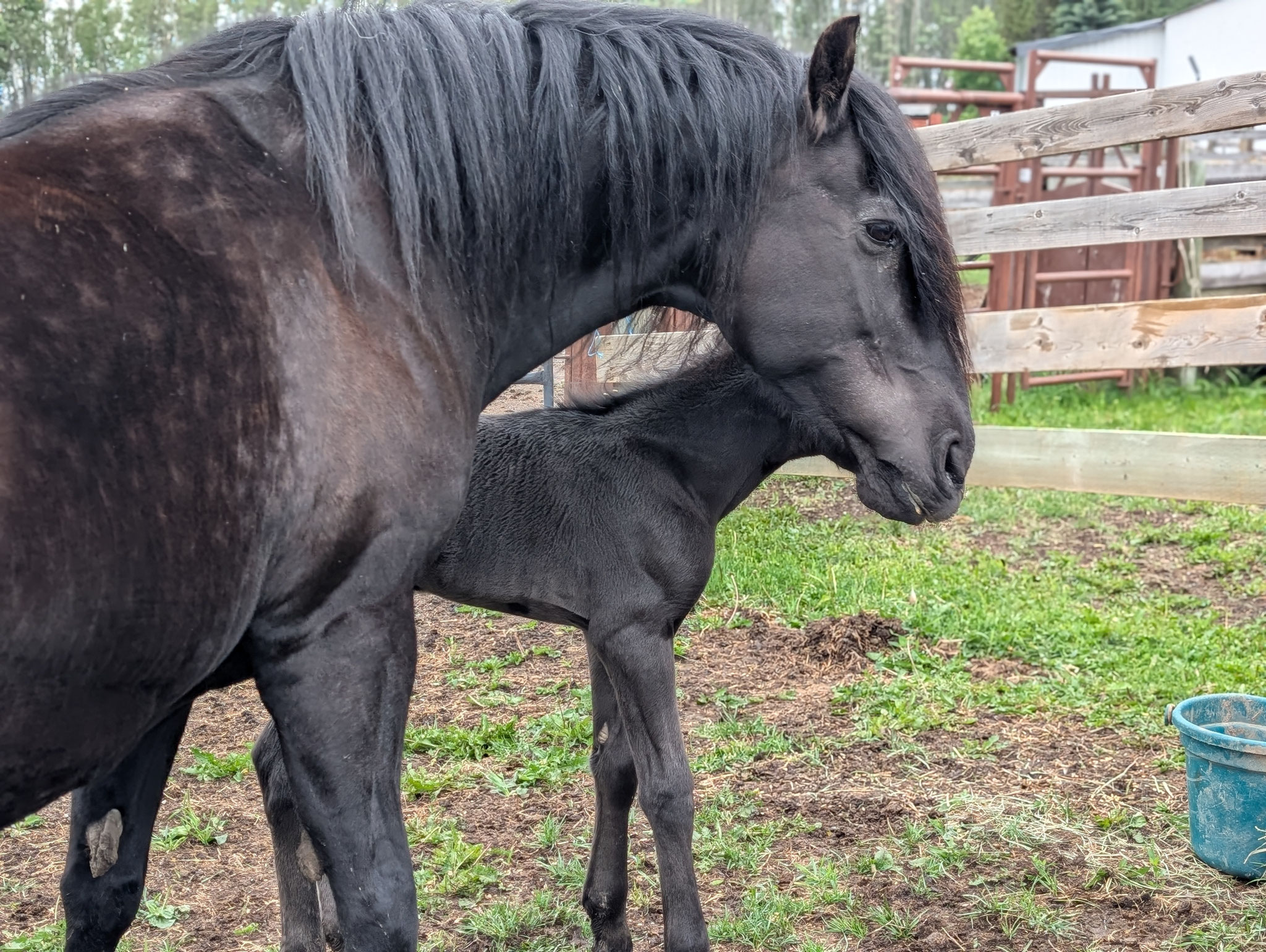 Du Coreau Dandy Reine Canadian black mare