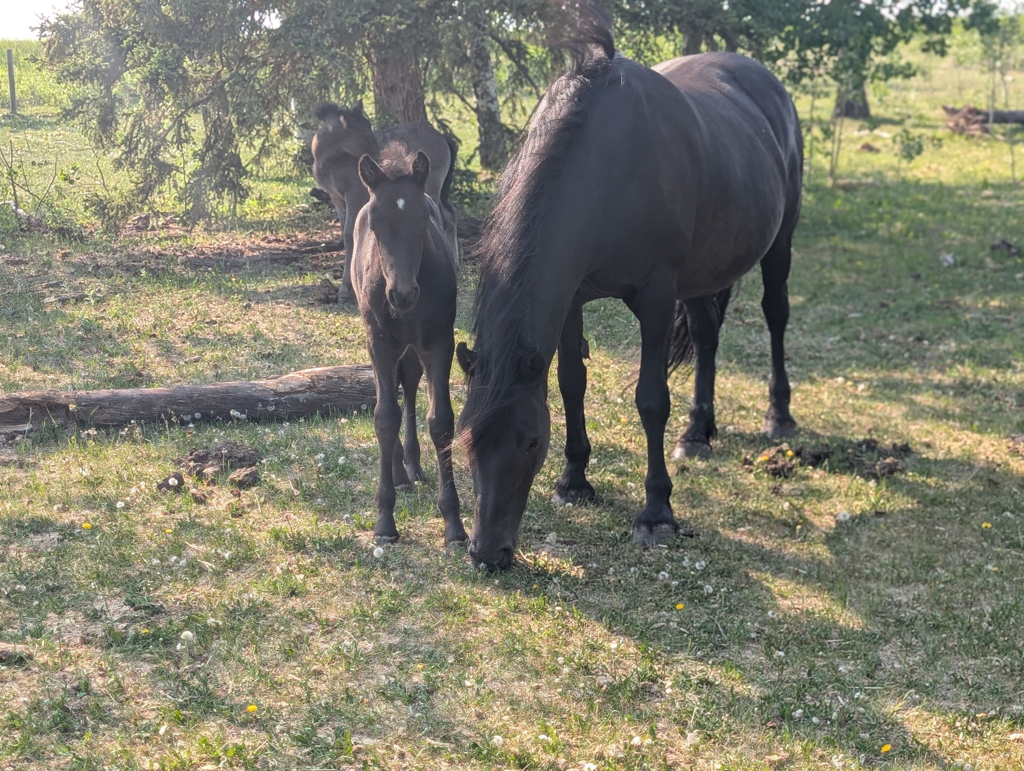 Canadian Horses for sale in Alberta, Canada