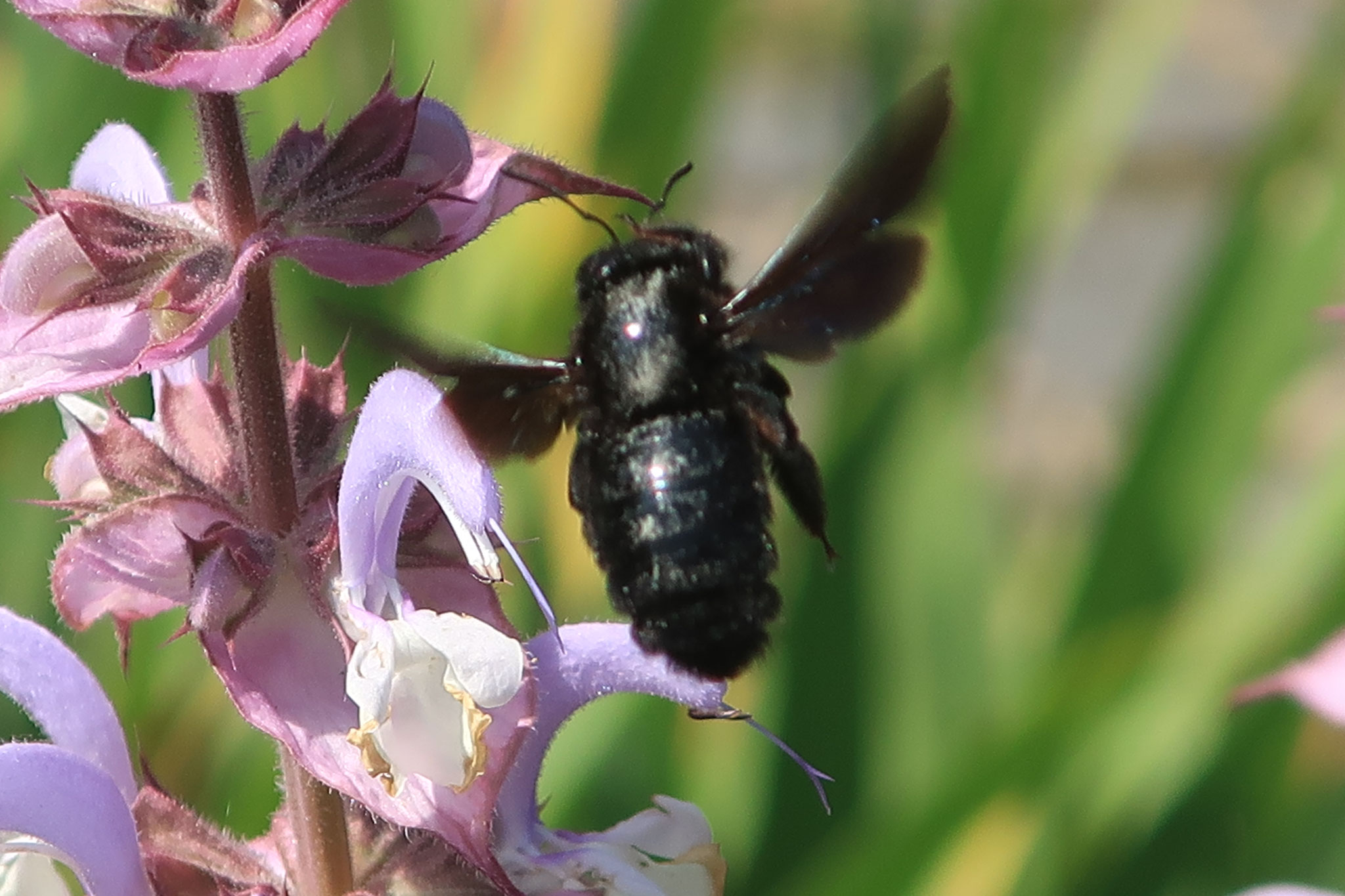 Blauviolette Holzbiene; Foto: C. Beckert