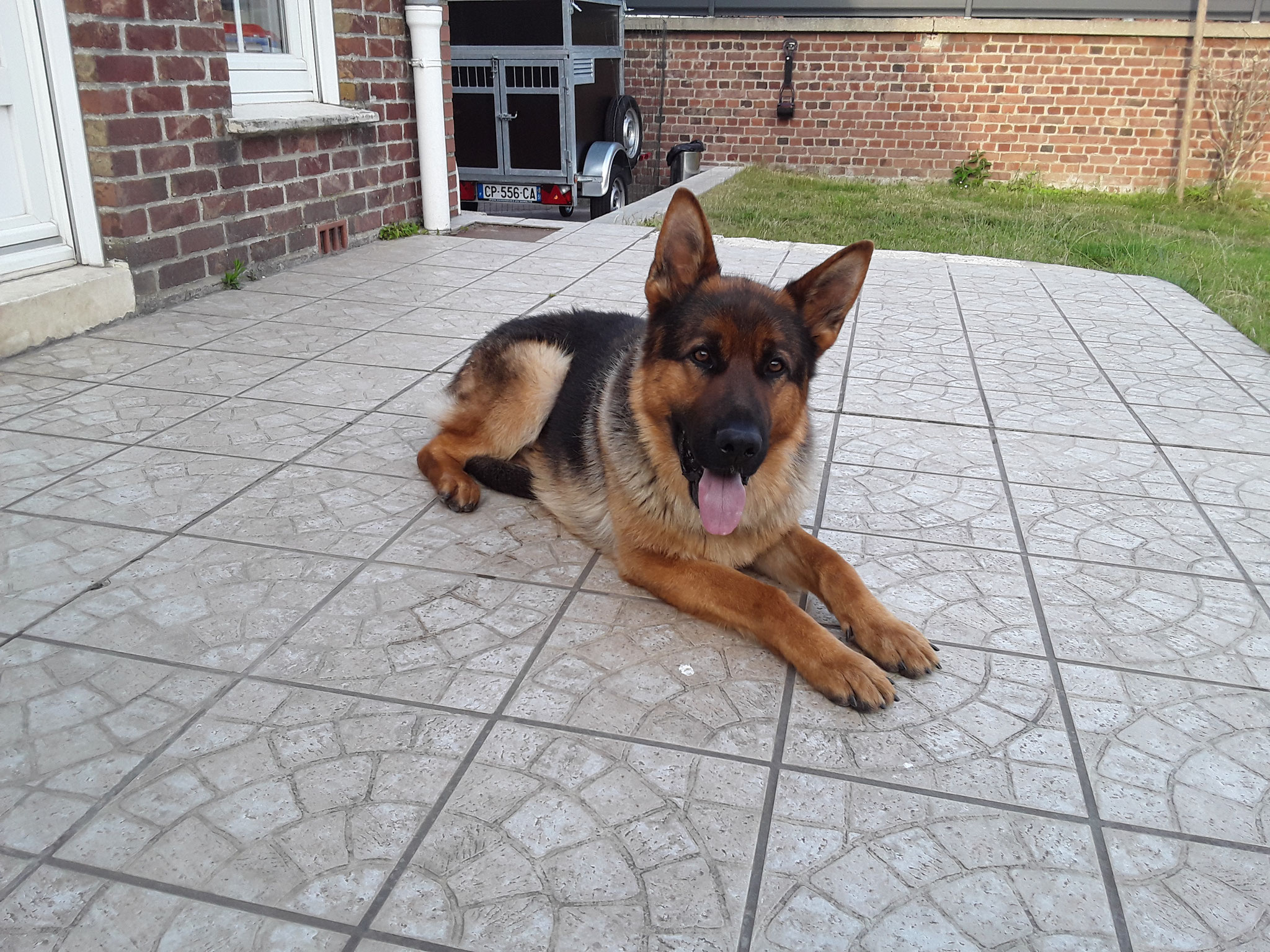 Hatchi Site de l'agence Dog Model