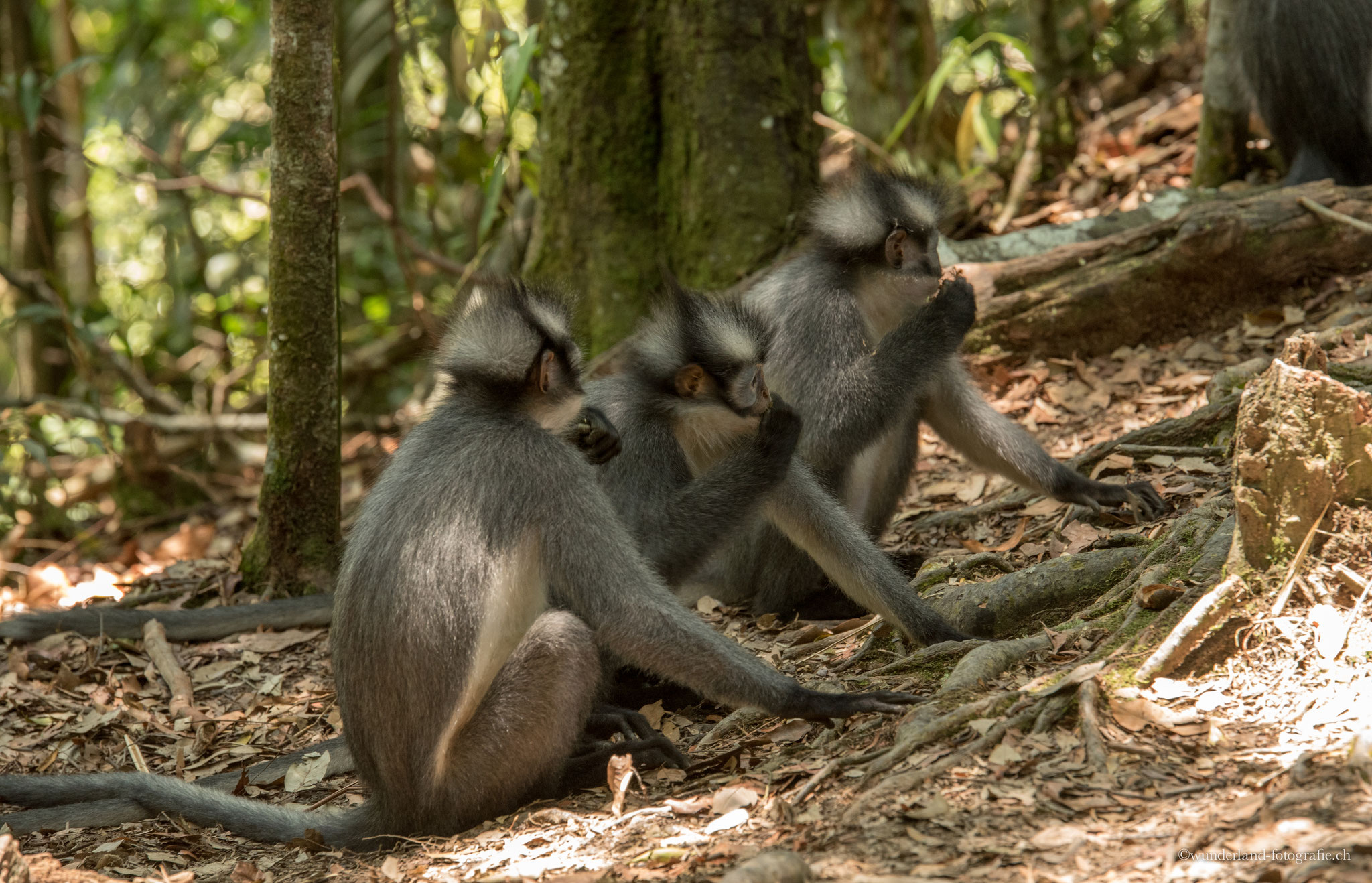Thomas Lip Monkeys gibt es nur in Sumatra