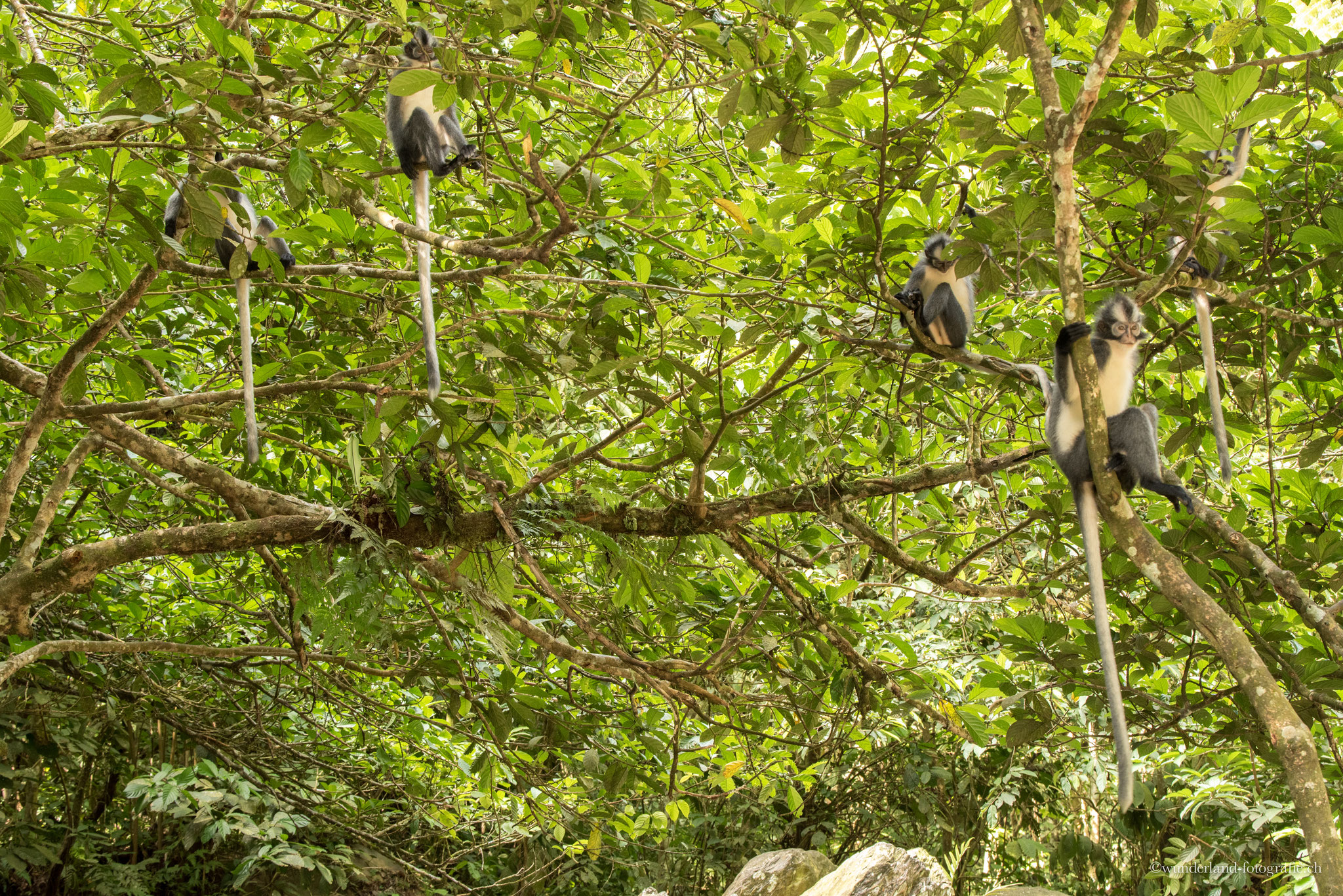 Thomas Lip Monkeys gibt es nur in Sumatra