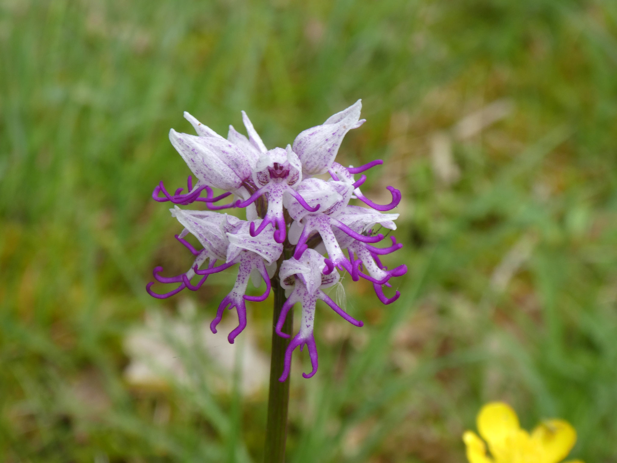 Orchis singe - simia