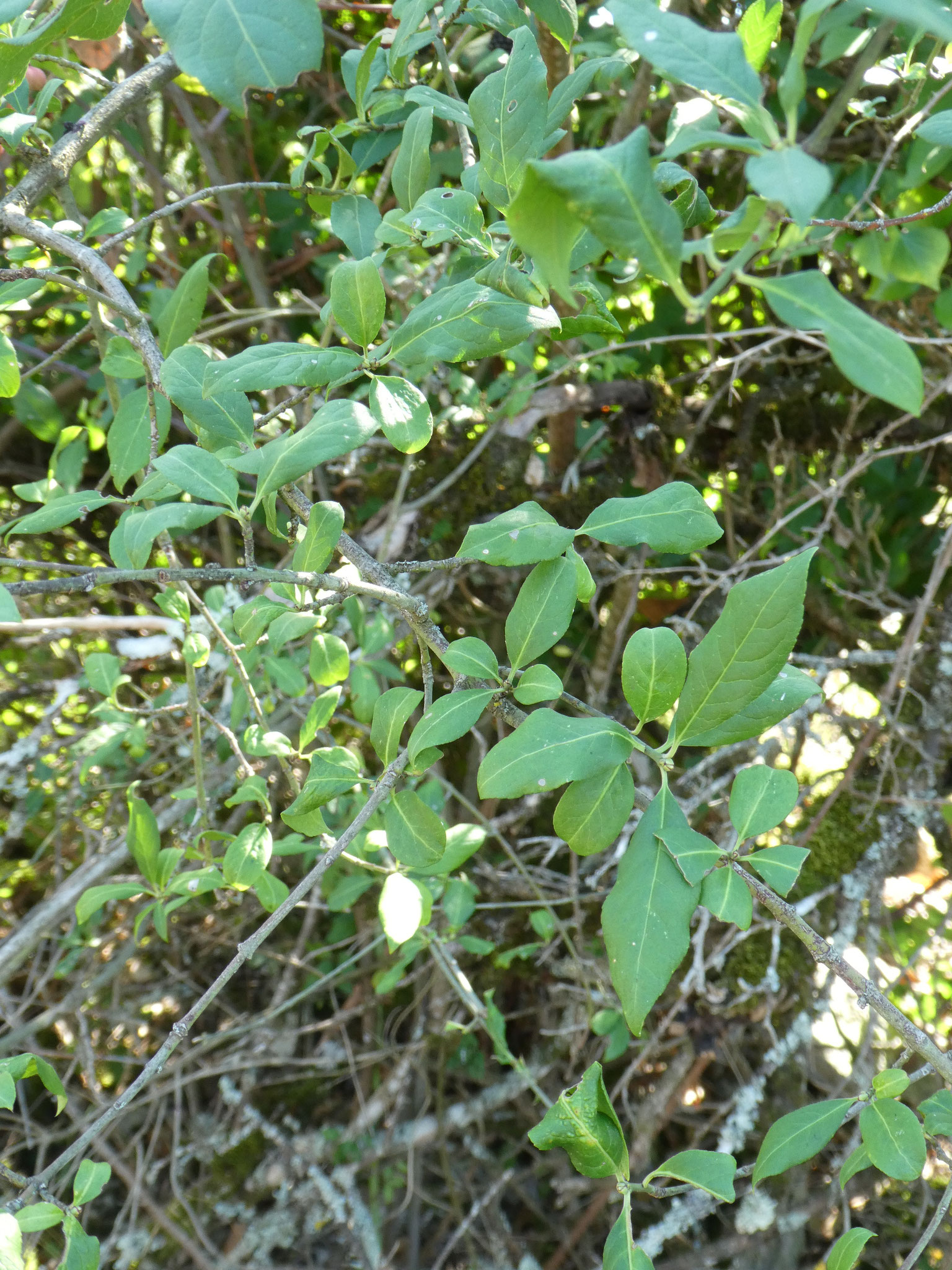 FUSAIN BONNET D'EVEQUE
