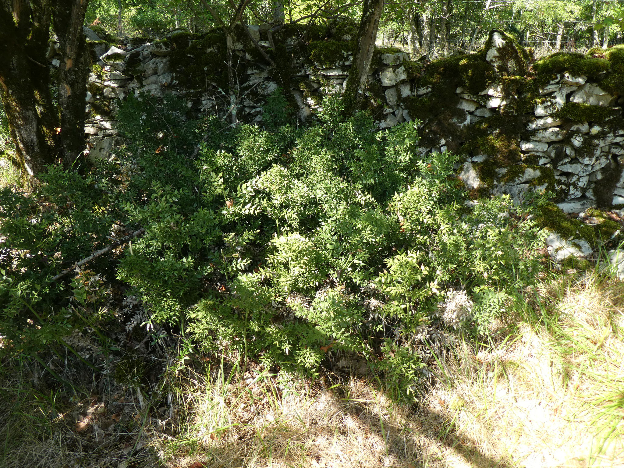 FRAGRON