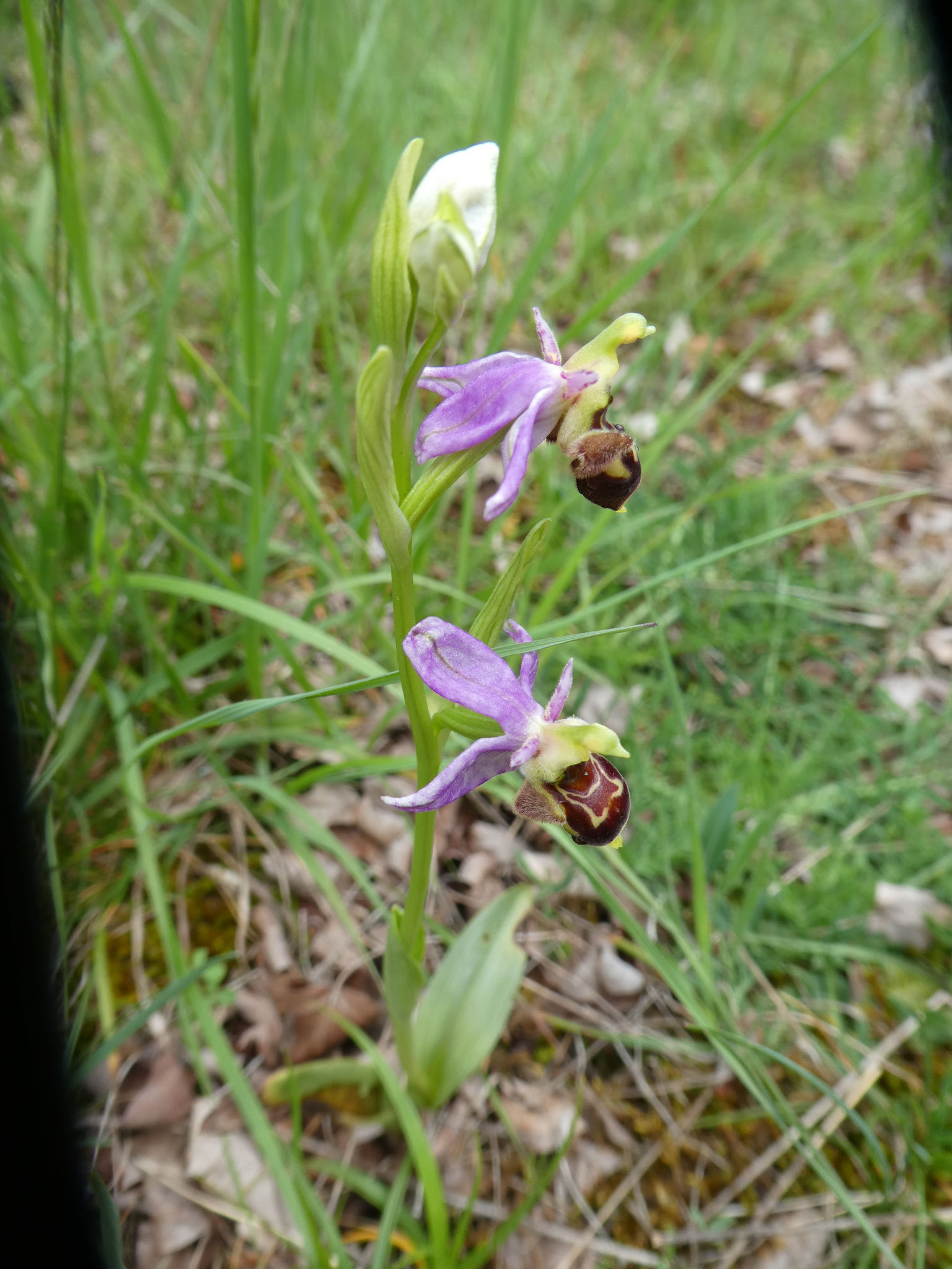 Ophrys bécasse scolopax