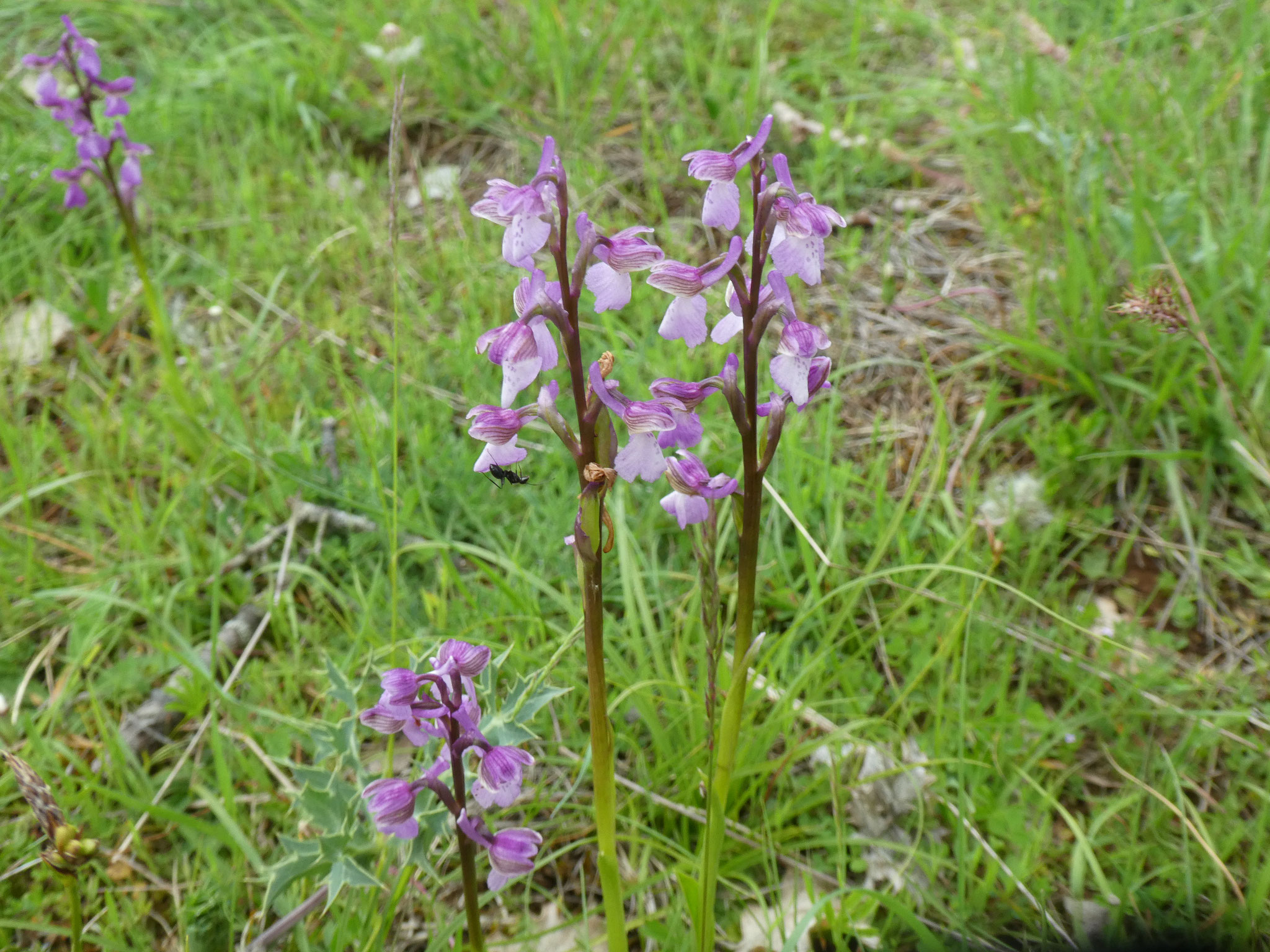 Orchis mourio - bouffon