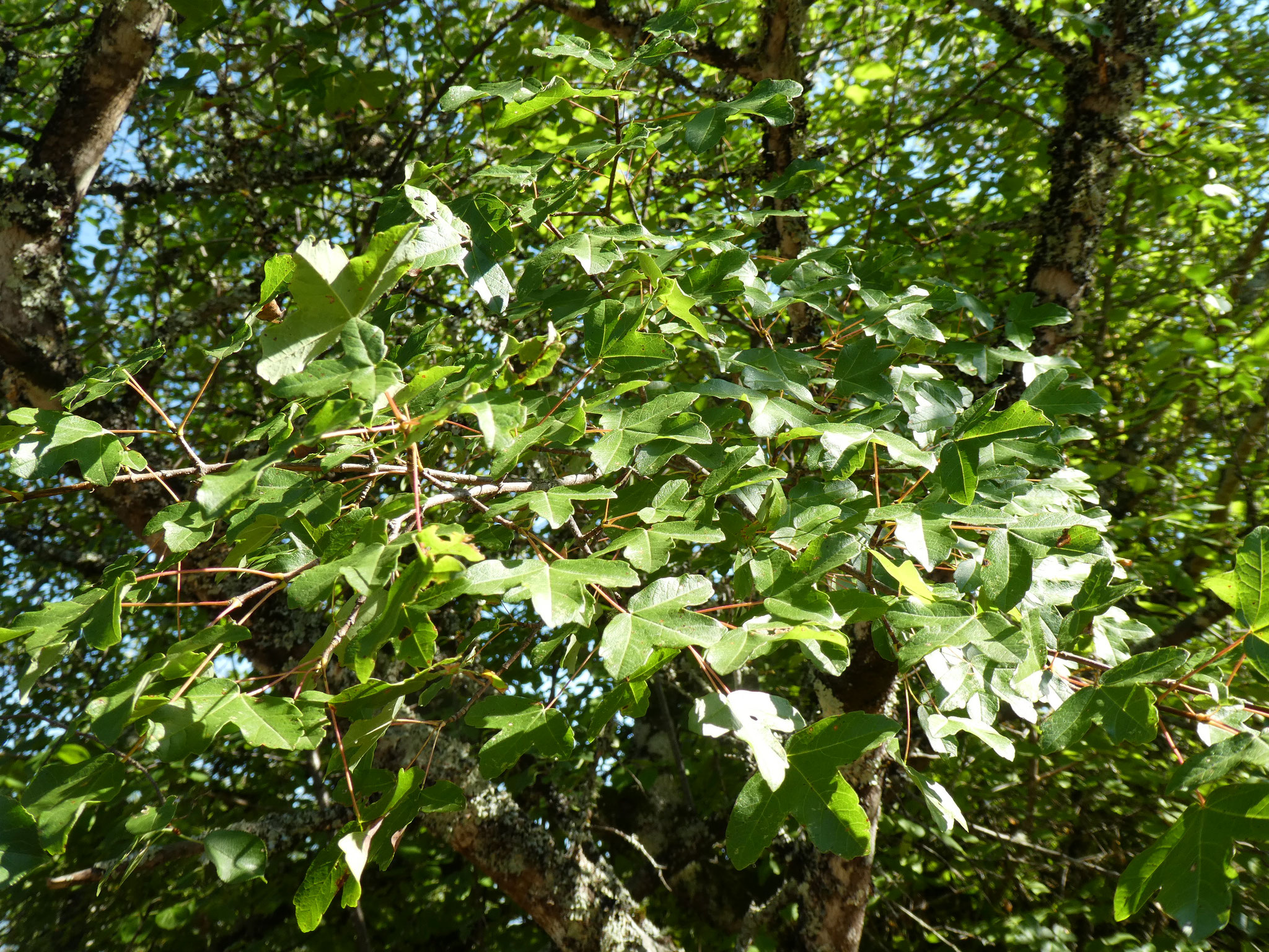 CERISIER DE STE LUCIE ou MAHALEB