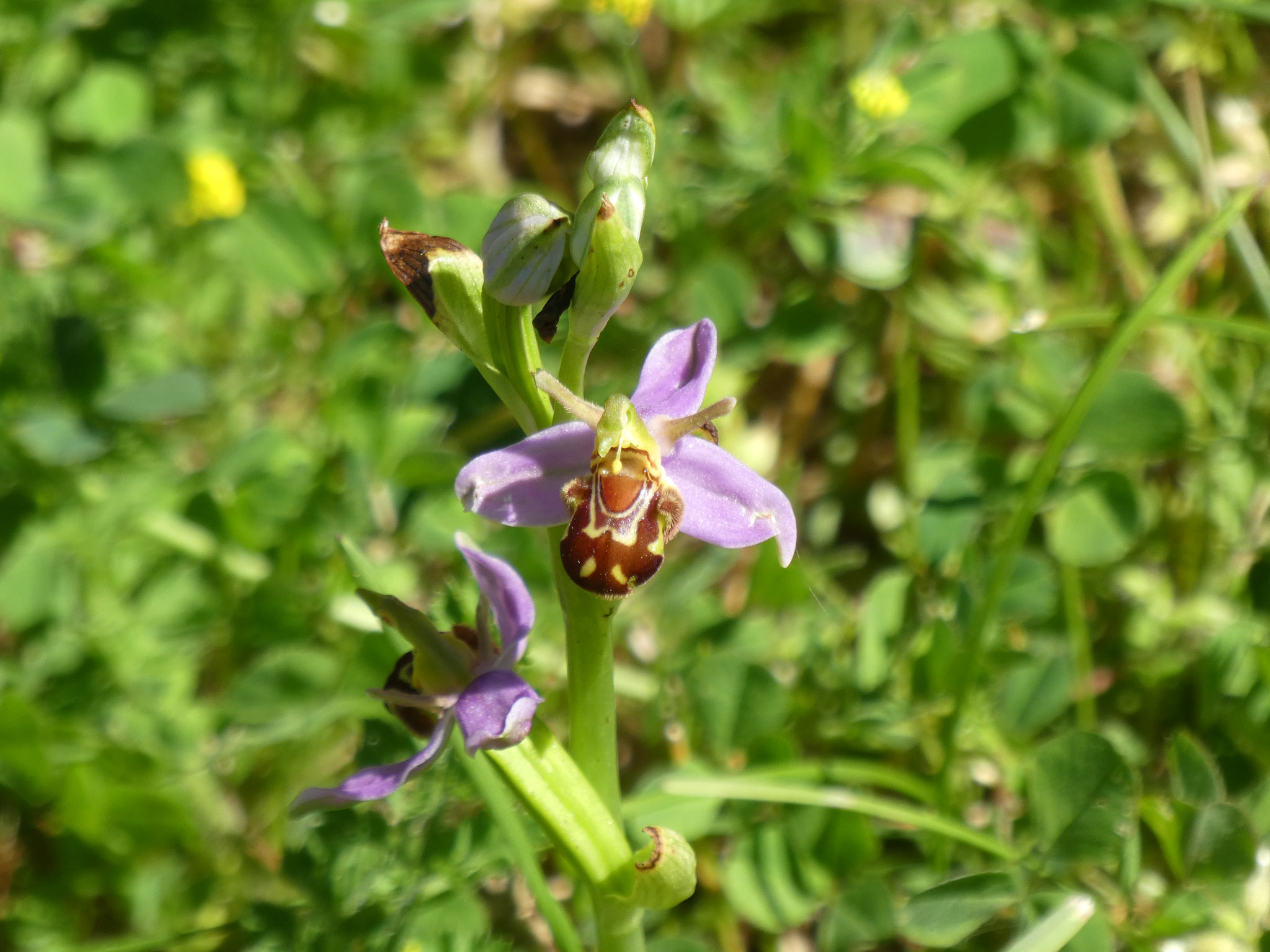 Ophrys abeille apifera