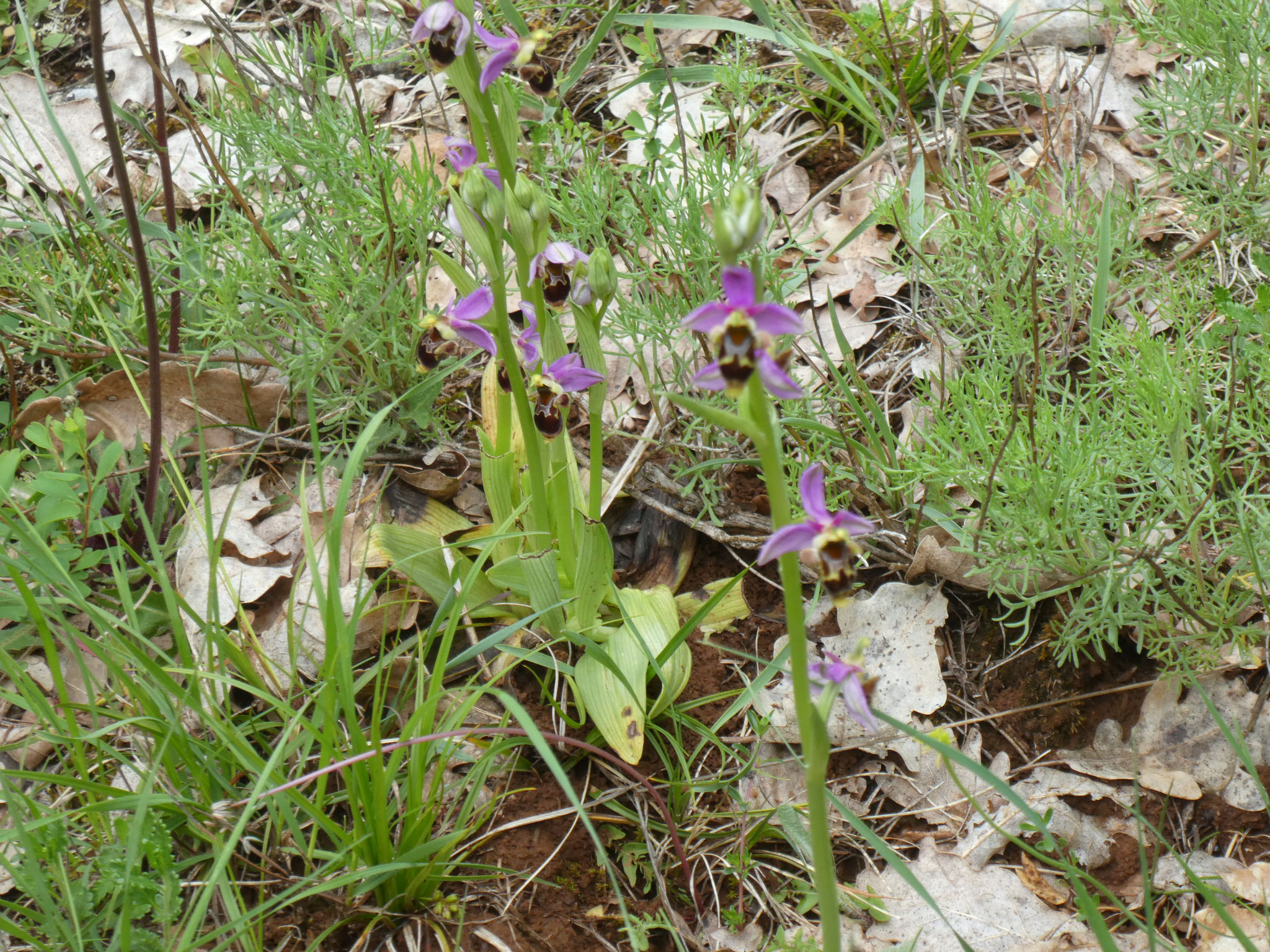 Ophrys bécasse scolopax