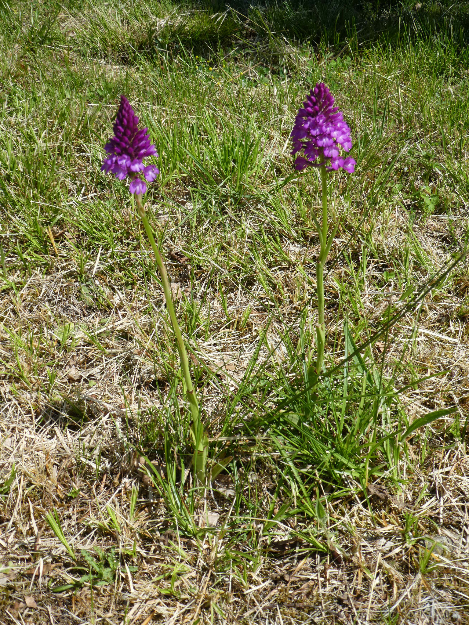 Orchis pyramidale