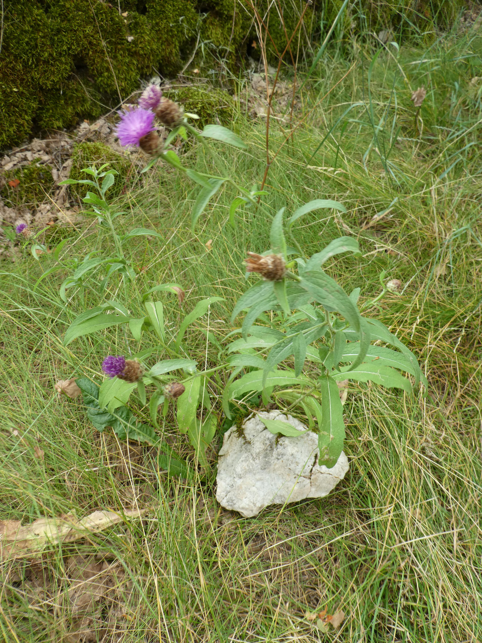 CENTAURéE JACéE