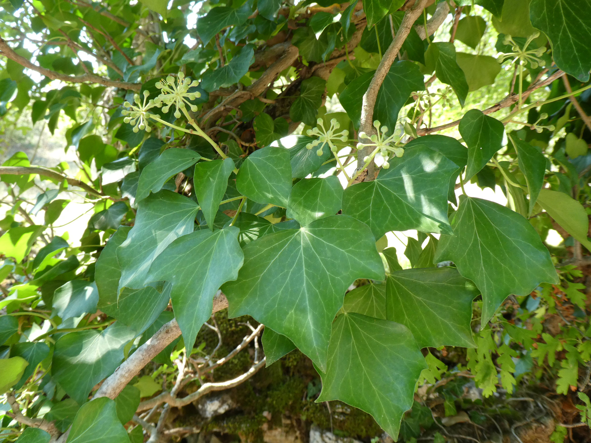 LIERRE