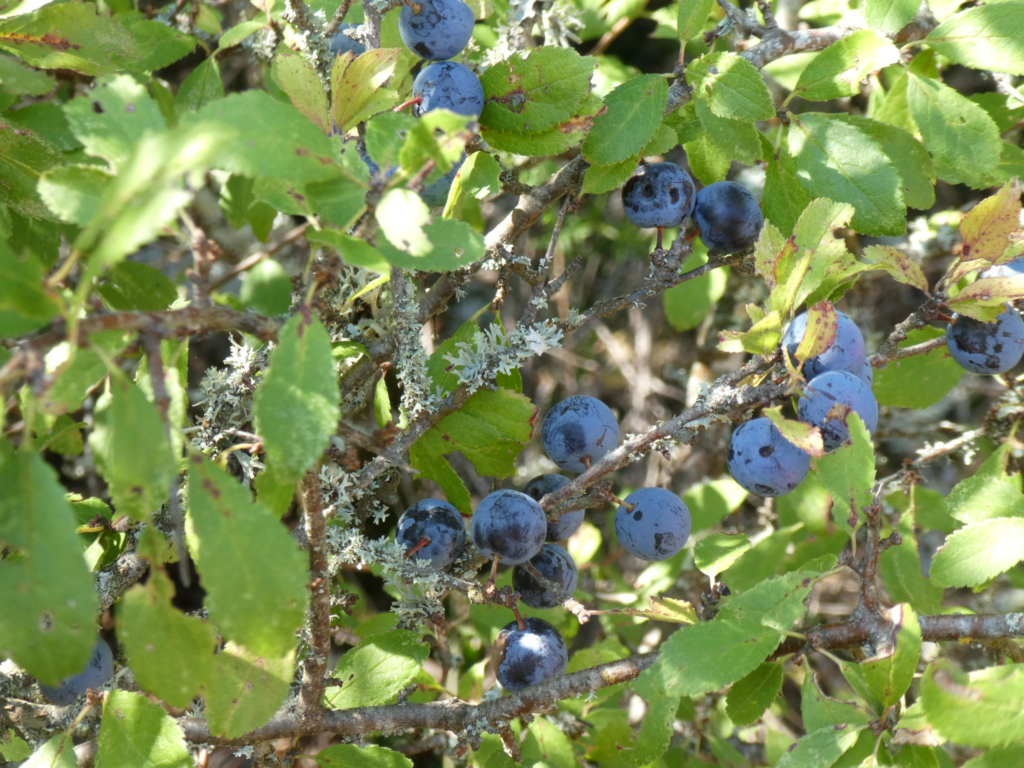 PRUNELLIER ou EPINE NOIRE