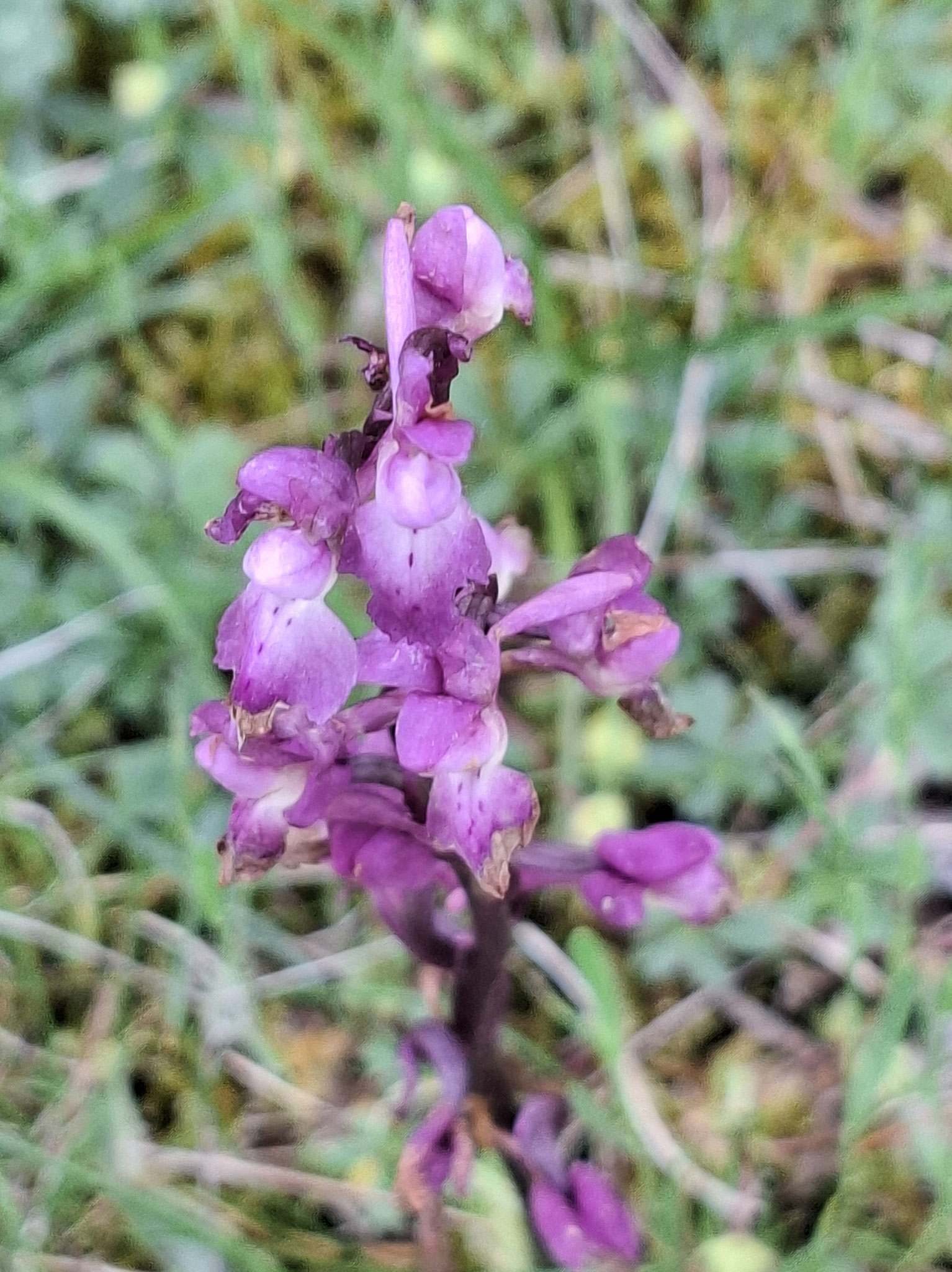 Orchis morio-bouffon