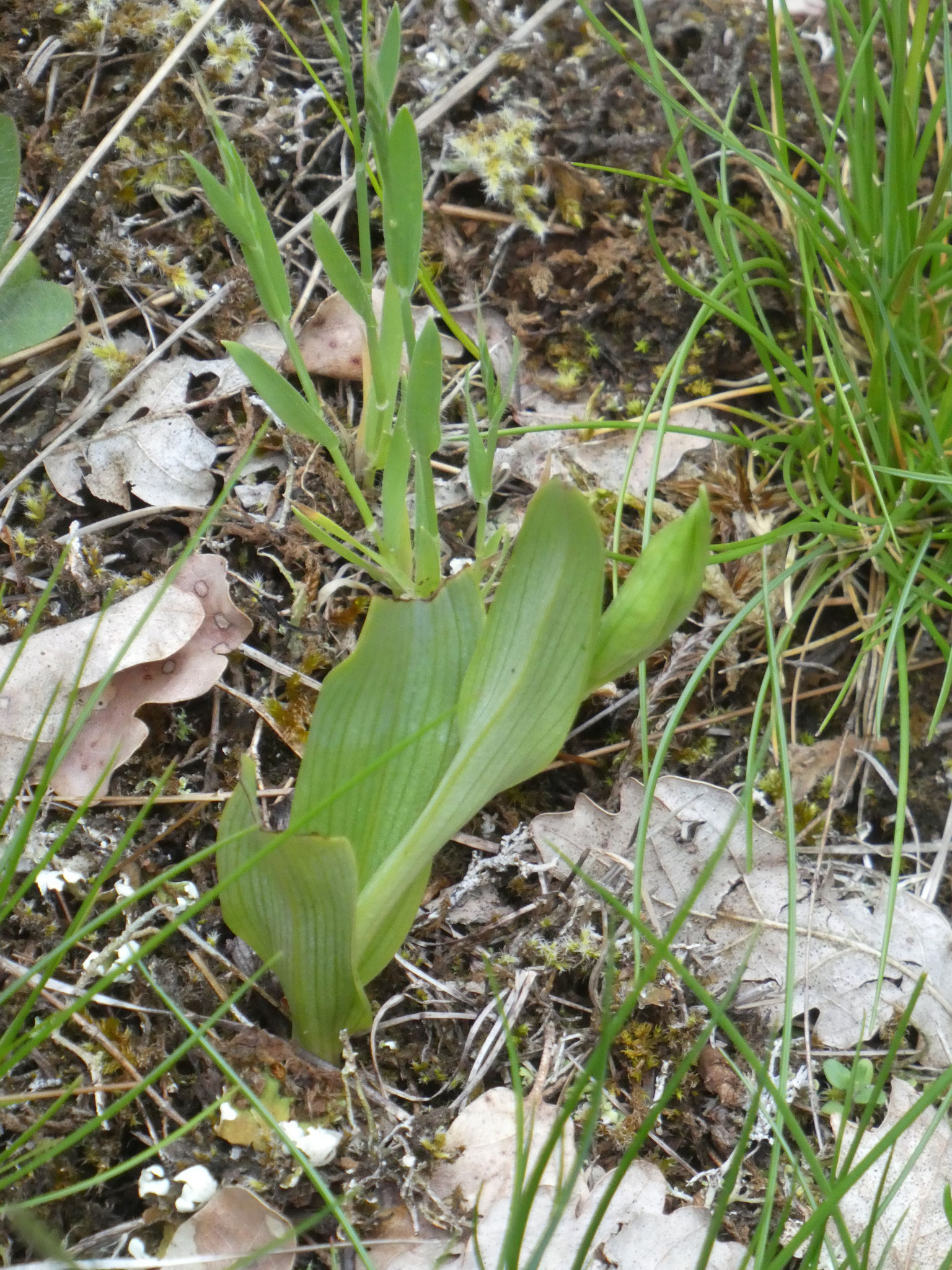 Orchis abeille ( à fleurir)