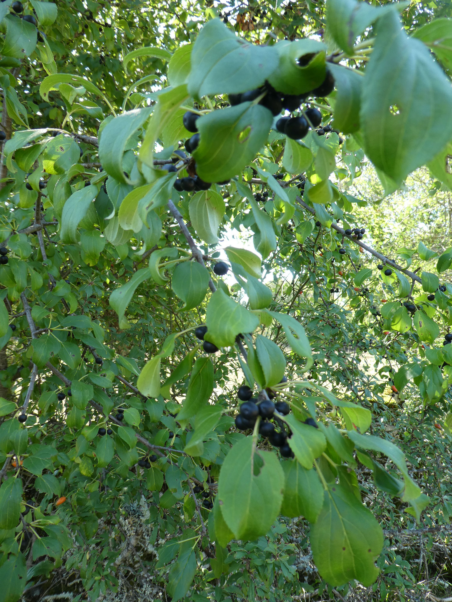 NERPRUN ou PRUNIER NOIR