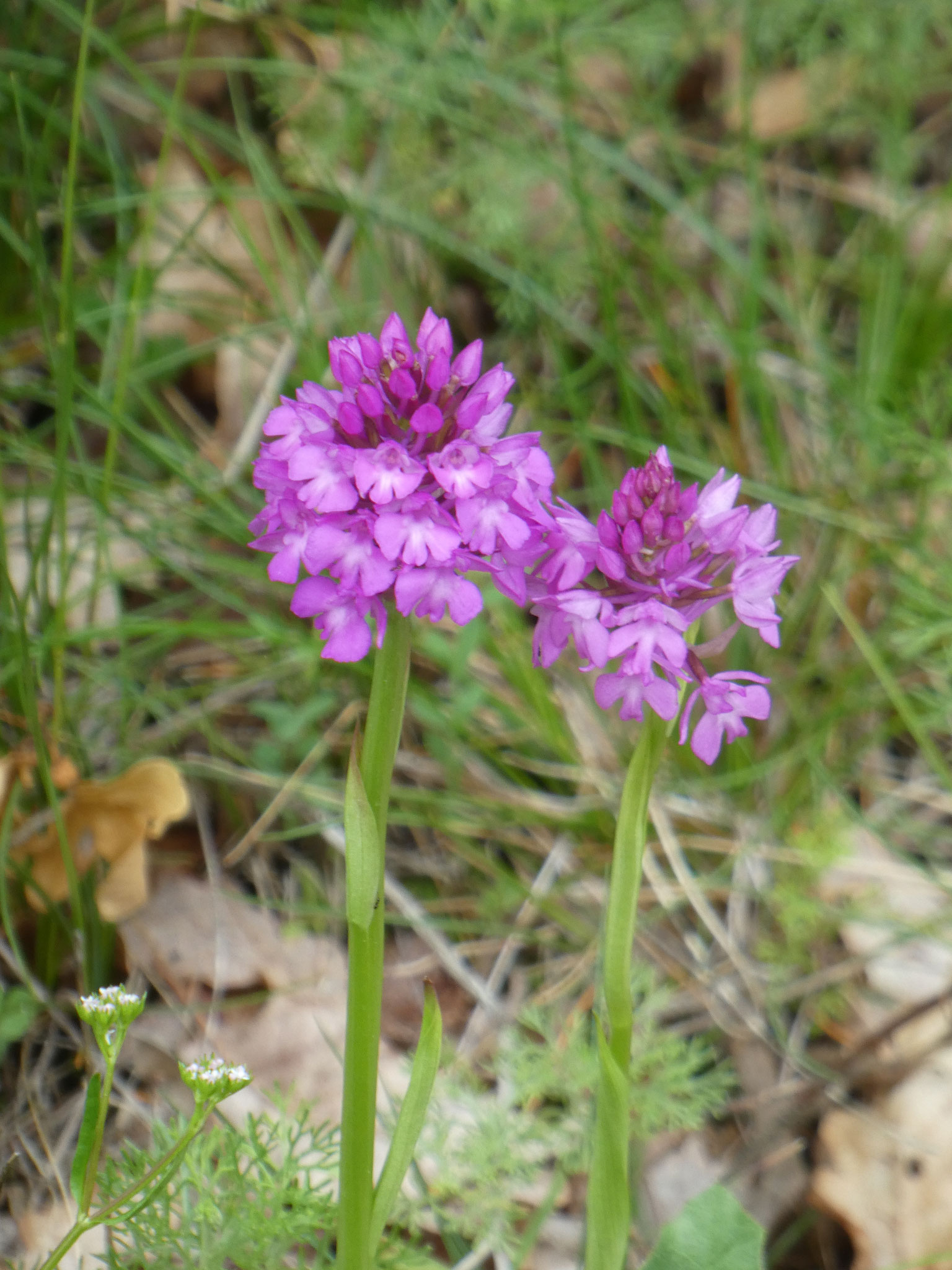 Orchis pyramidale