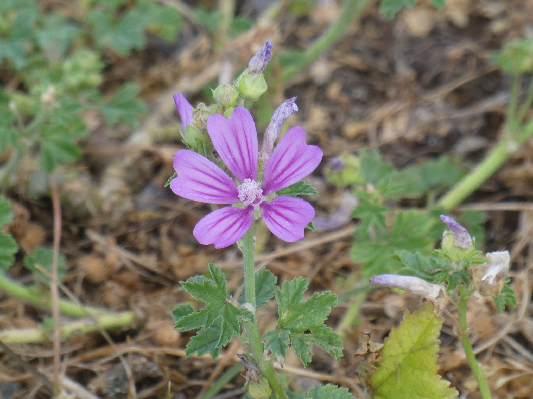 MAUVE fleur