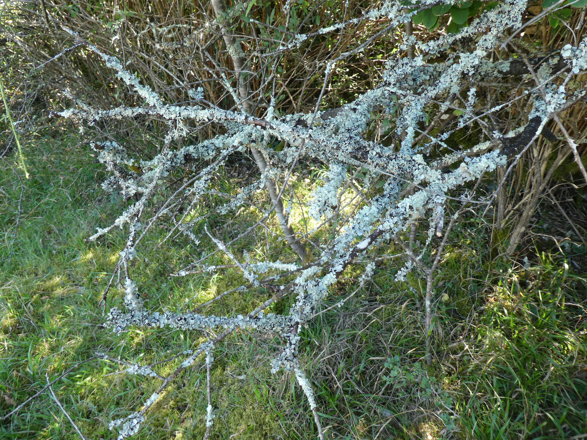 LICHEN