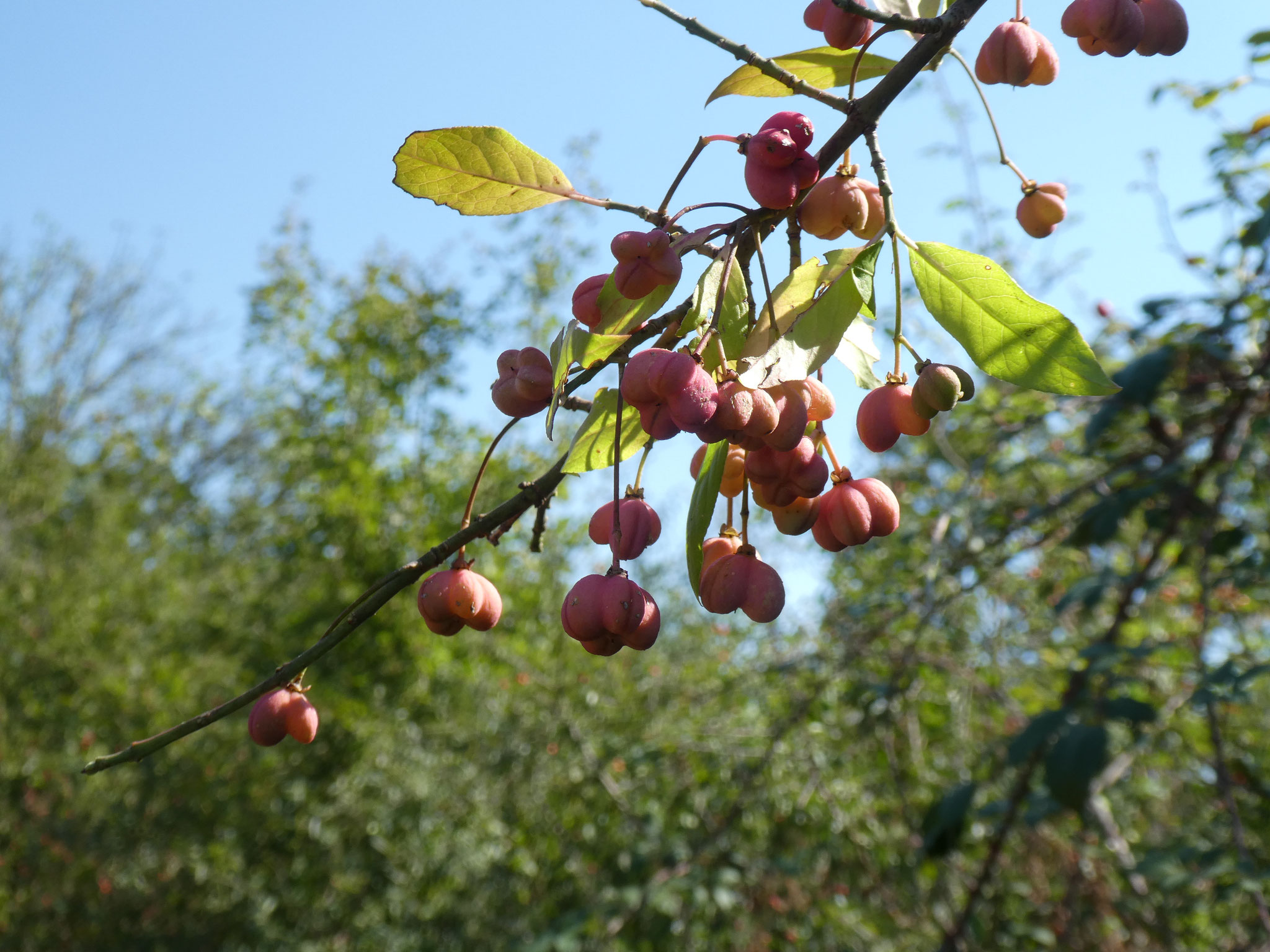 FUSAIN BONNET D'EVEQUE
