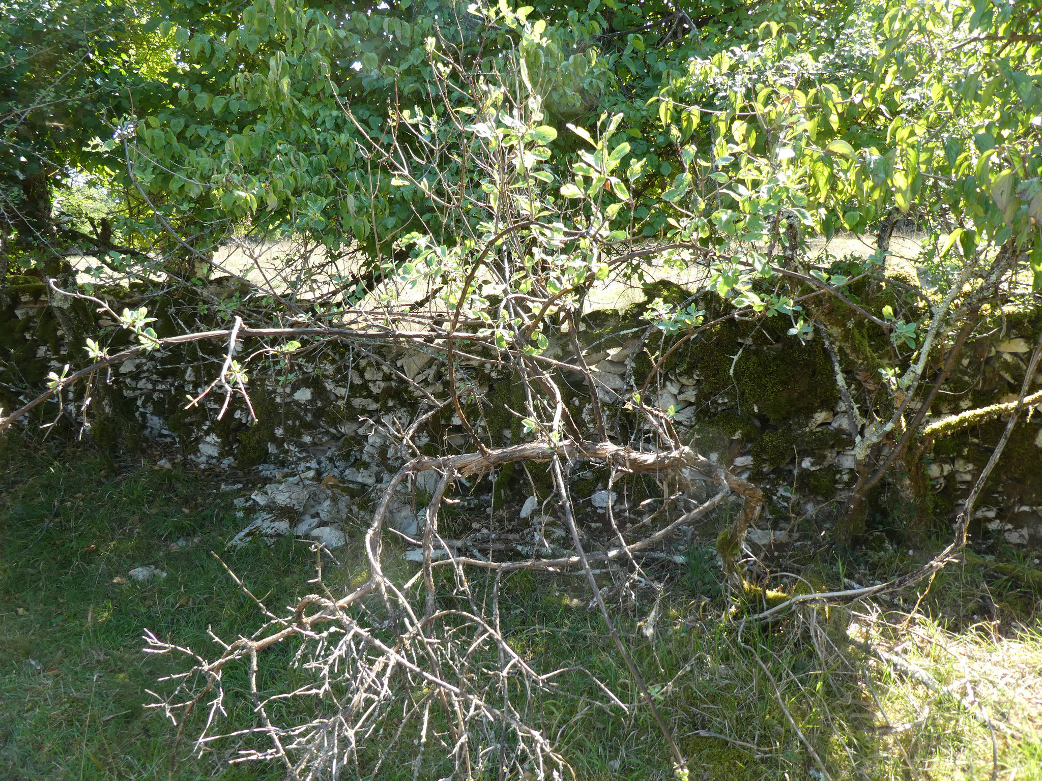 CHEVREFEUILLE