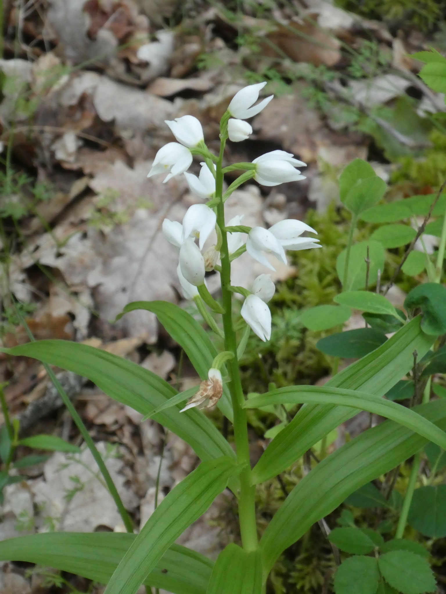 Céphalantère blanche