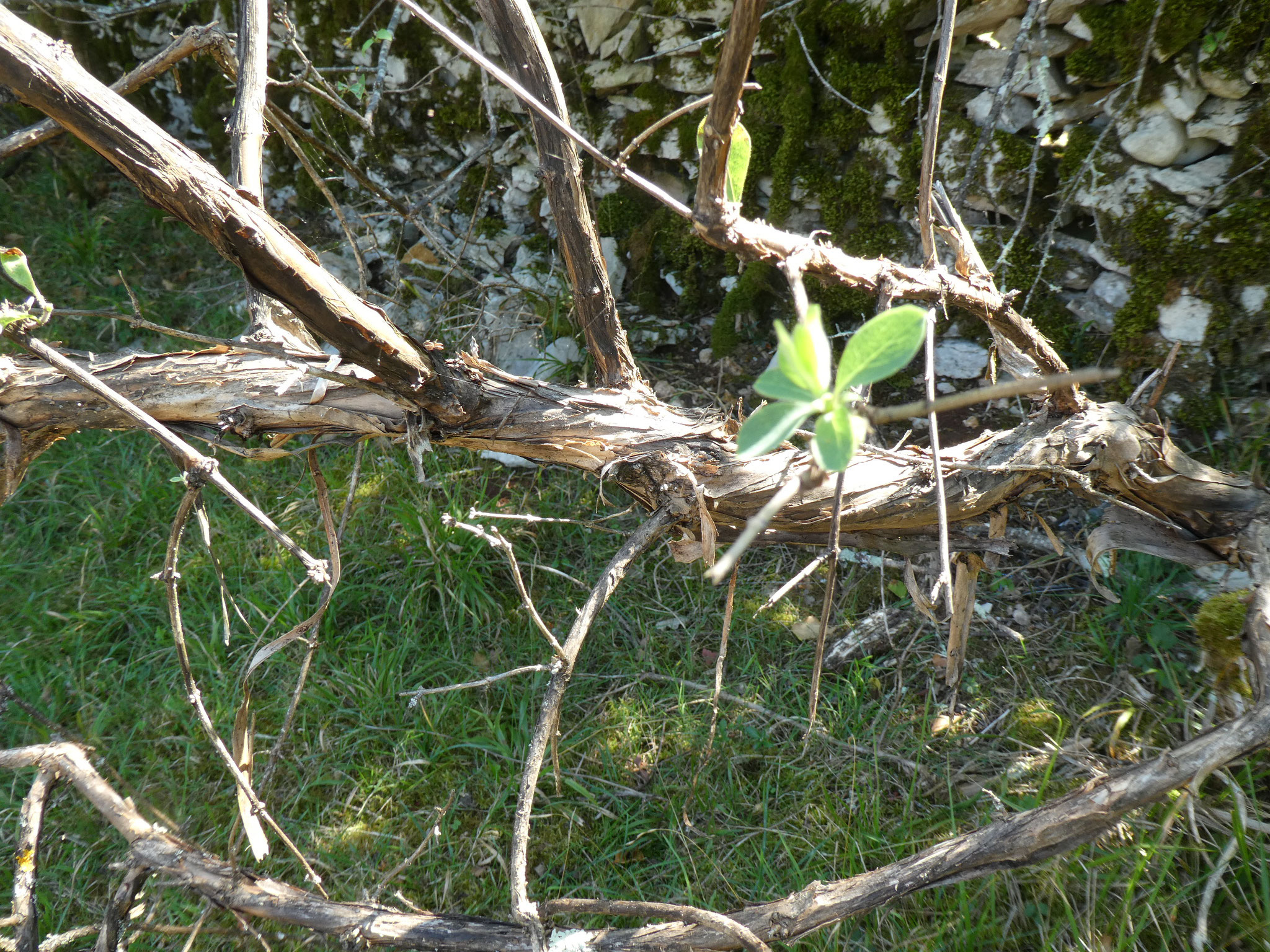 CHEVREFEUILLE