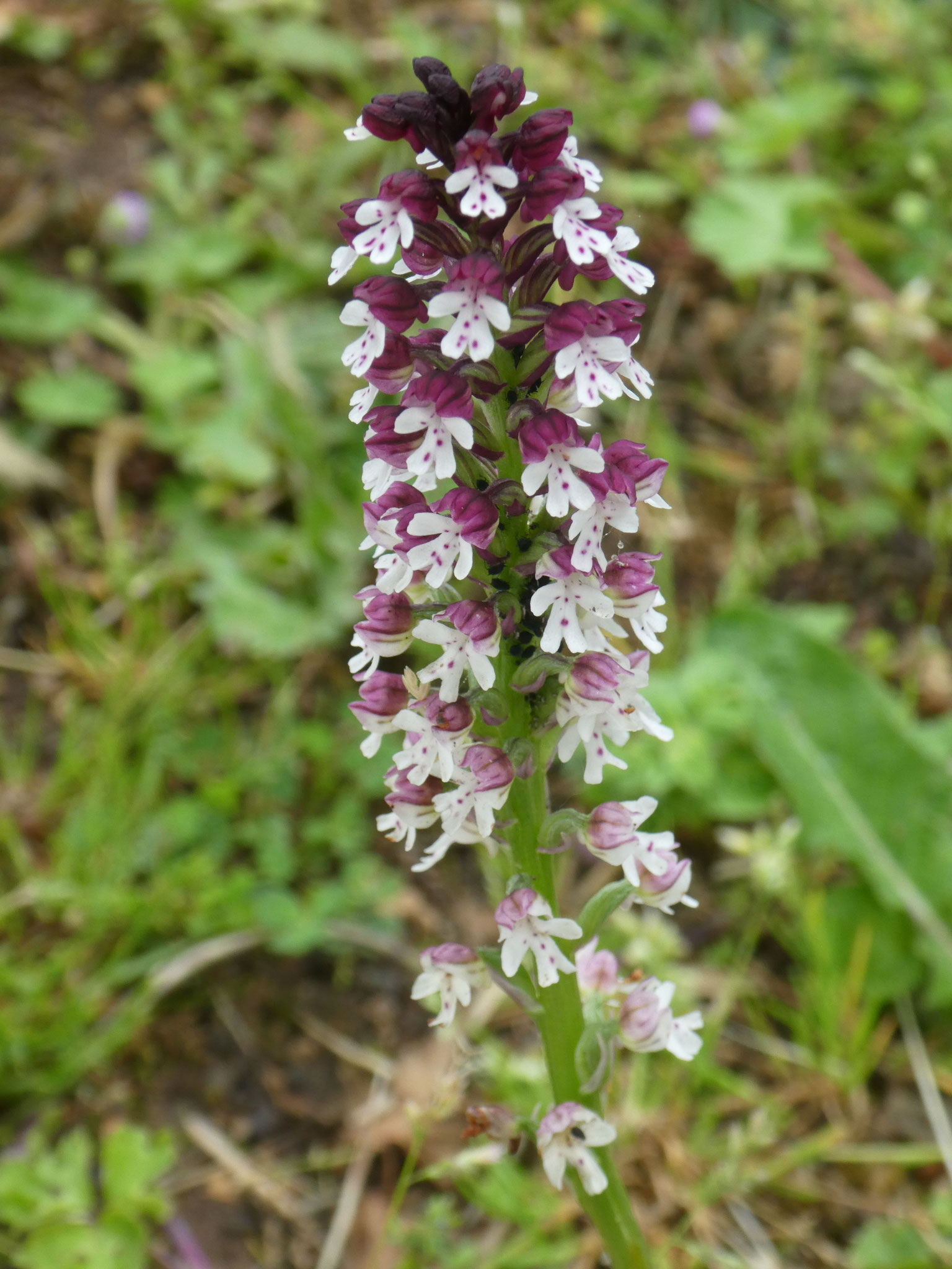 Orchis brûlée