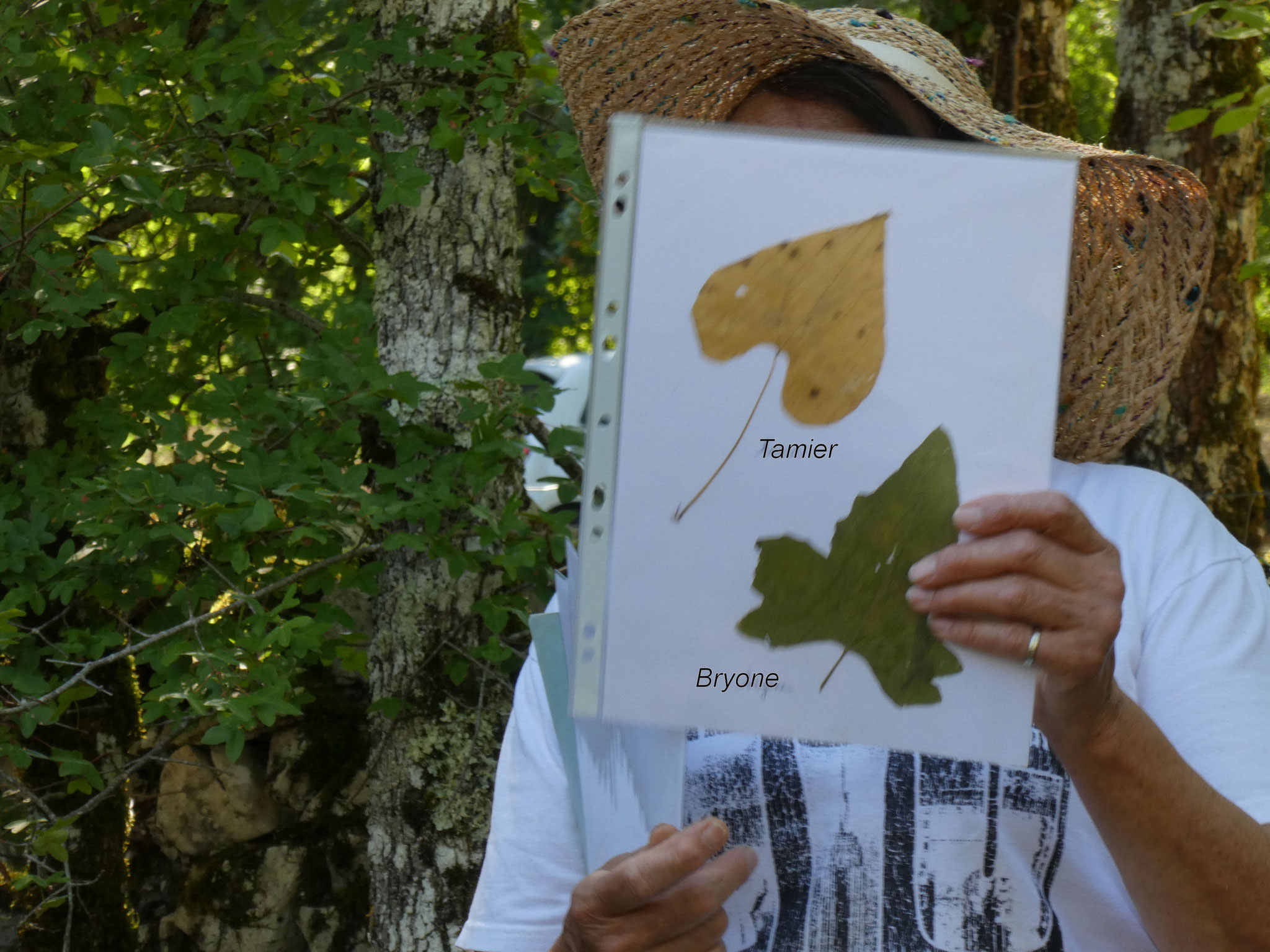 Comparatif entre TAMIER et BRYONE