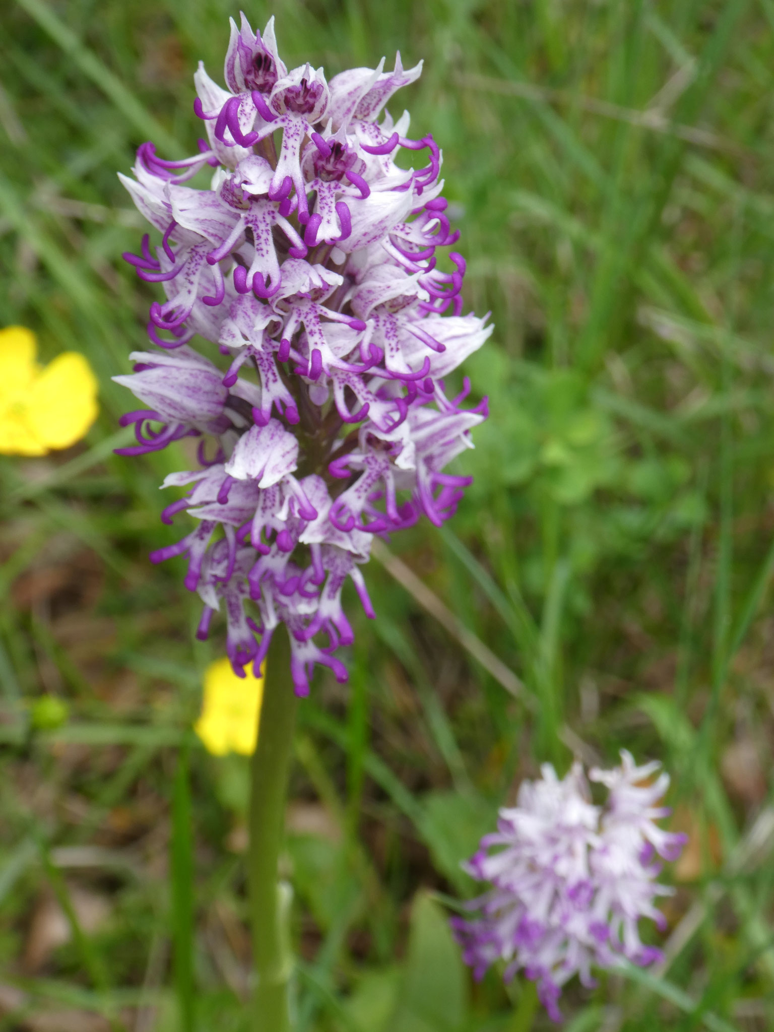 Orchis singe