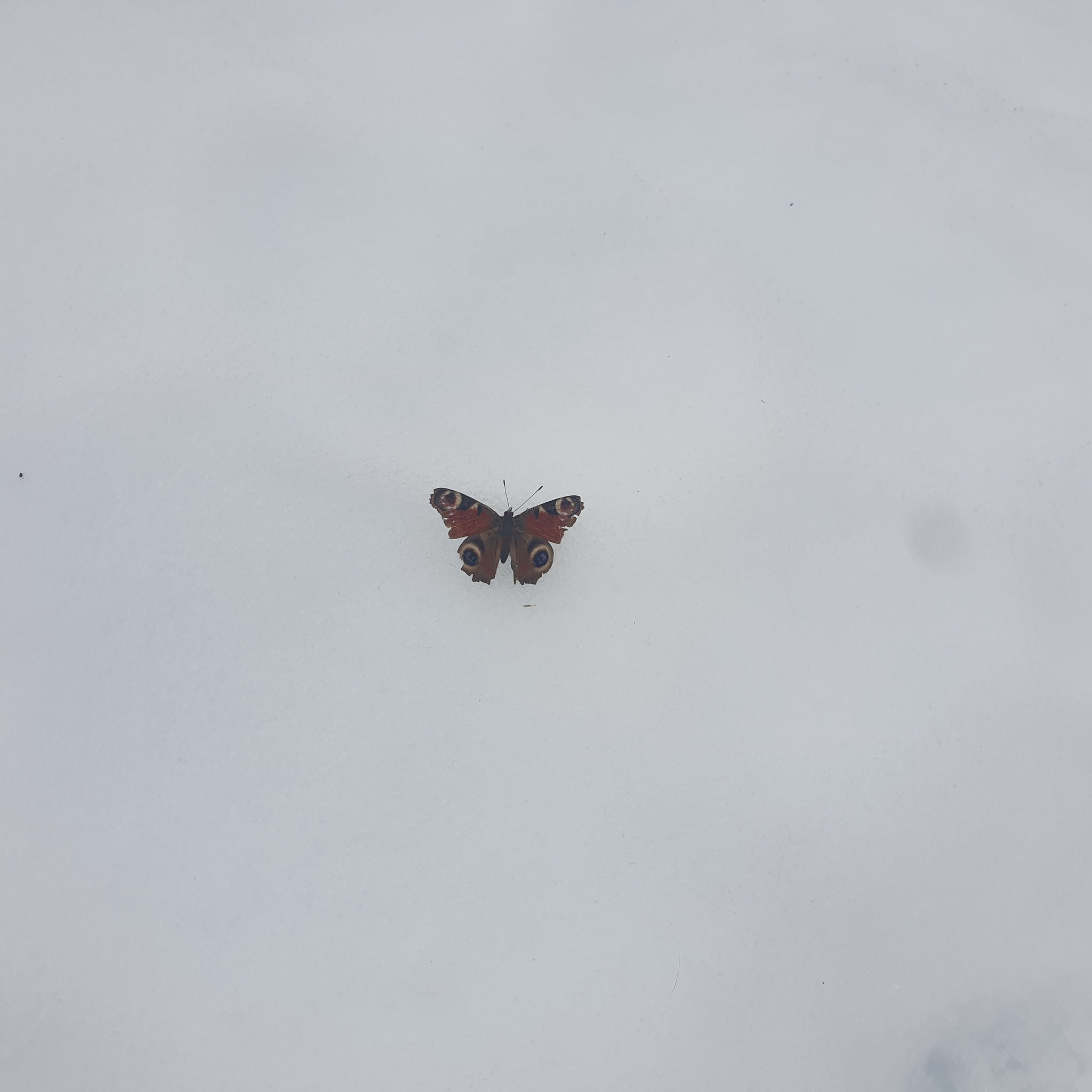 ...later in spring, higher up in the mountains...